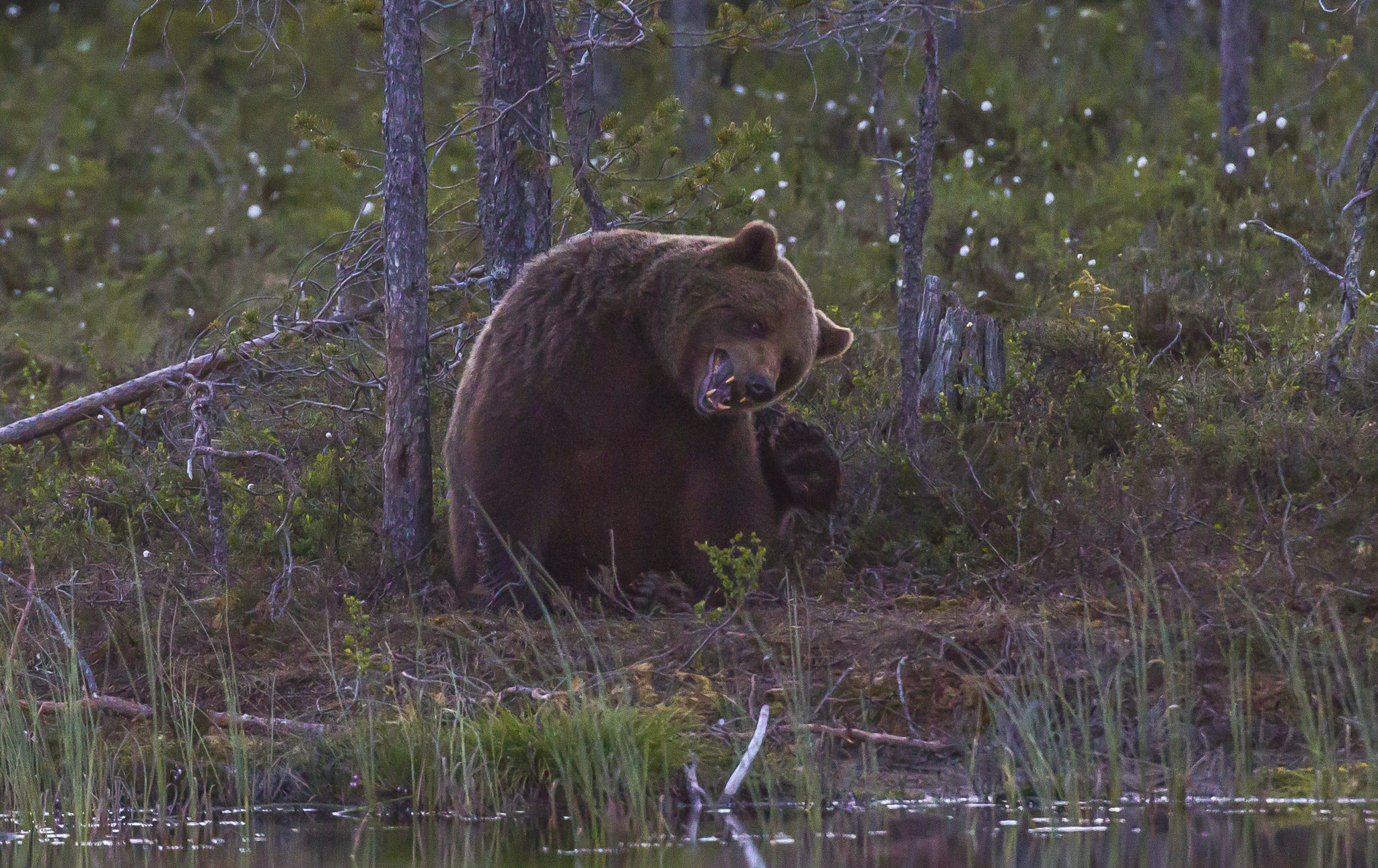 Brown bears ( ursus arctos ) in the finnish forest