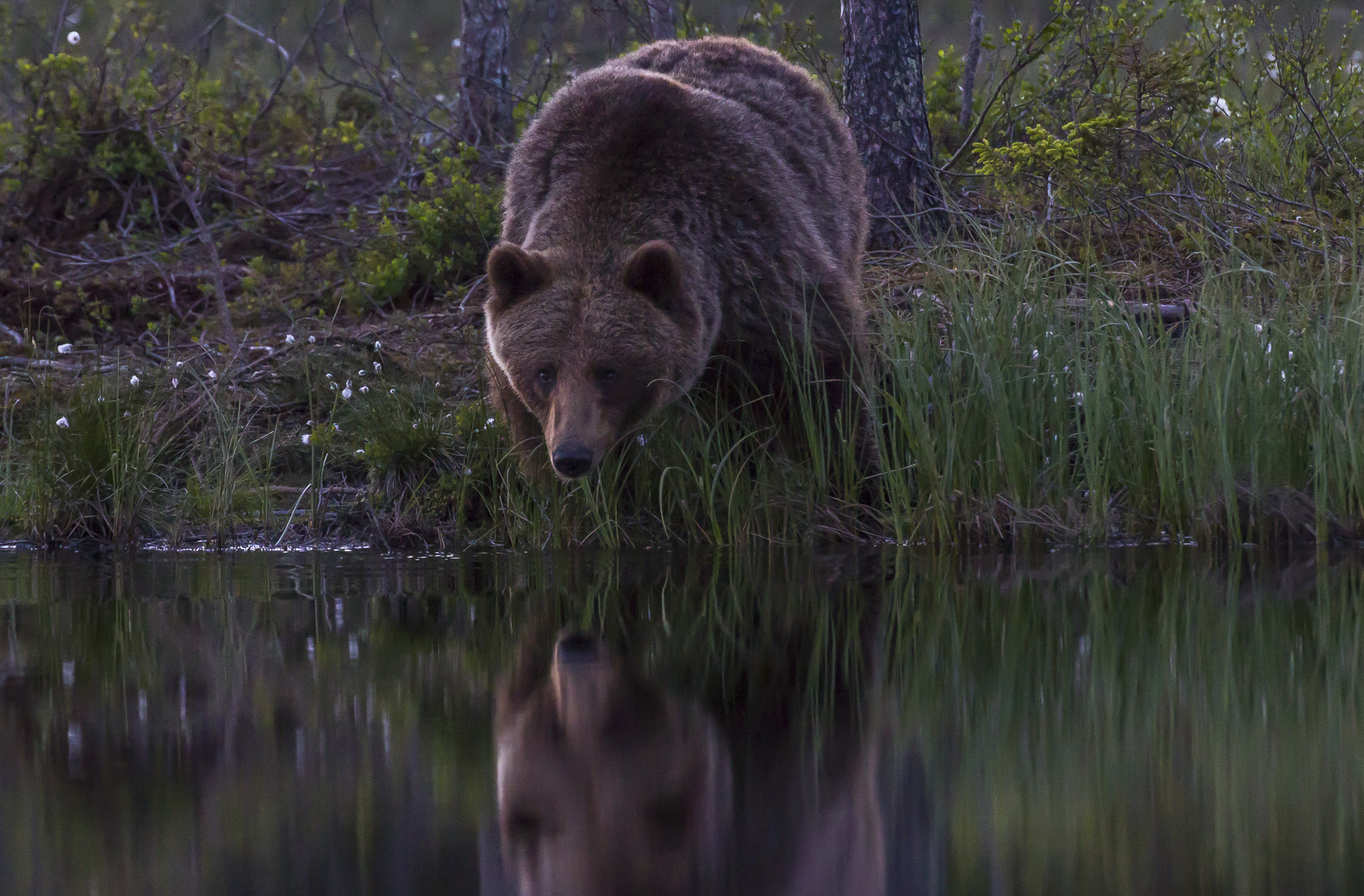 Orsi marrone (ursus arctos) nella foresta finlandese
