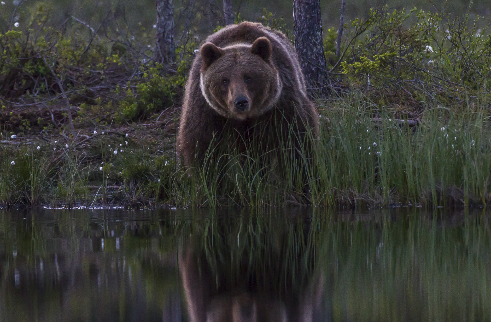 Brown bears ( ursus arctos ) in the finnish forest