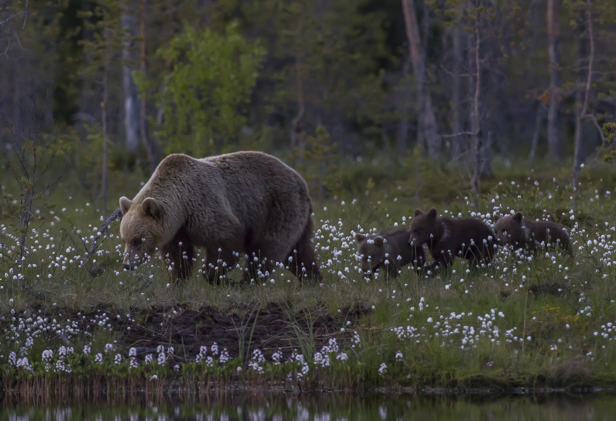 Orsi marrone (ursus arctos) nella foresta finlandese