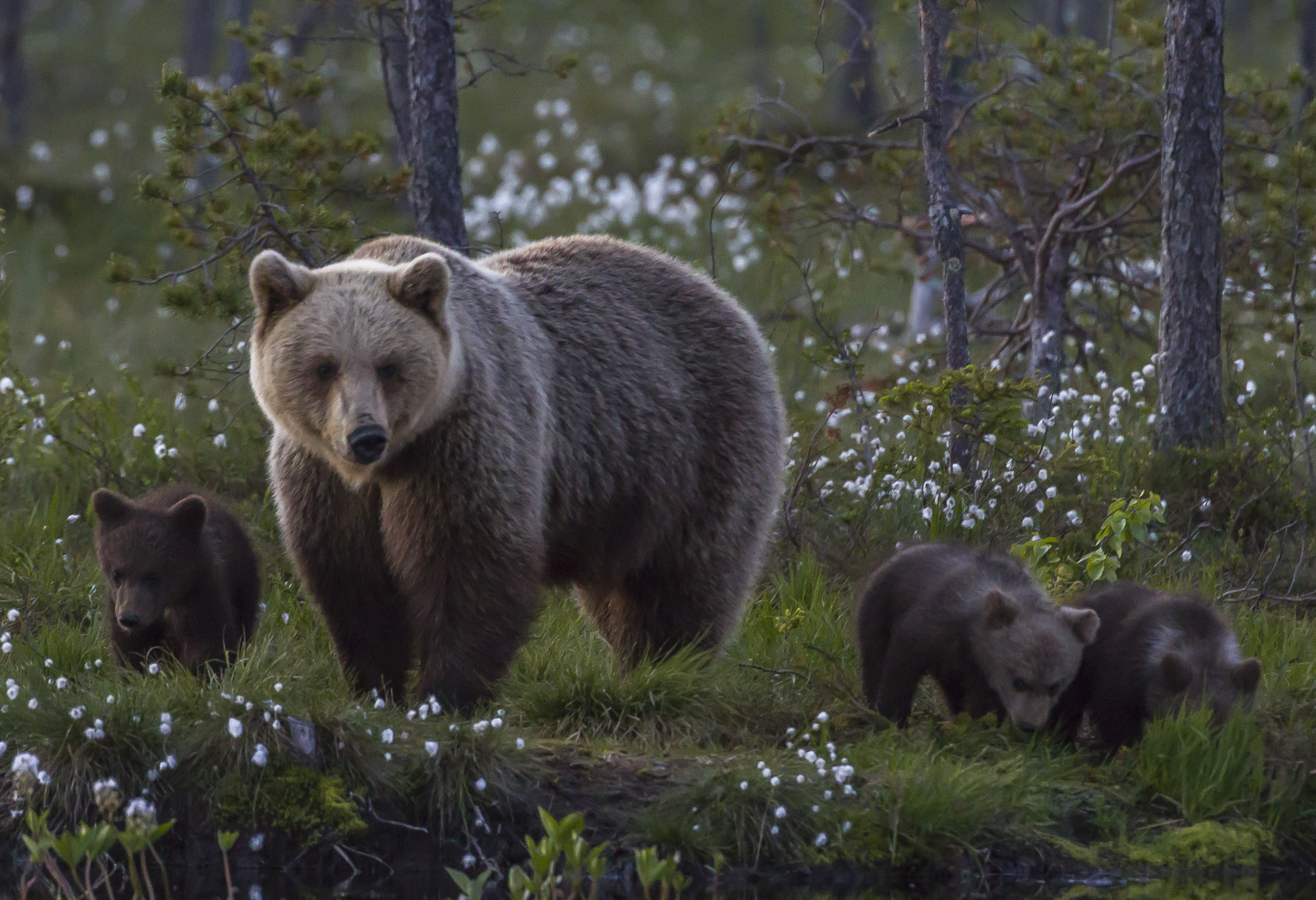 Orsi marrone (ursus arctos) nella foresta finlandese