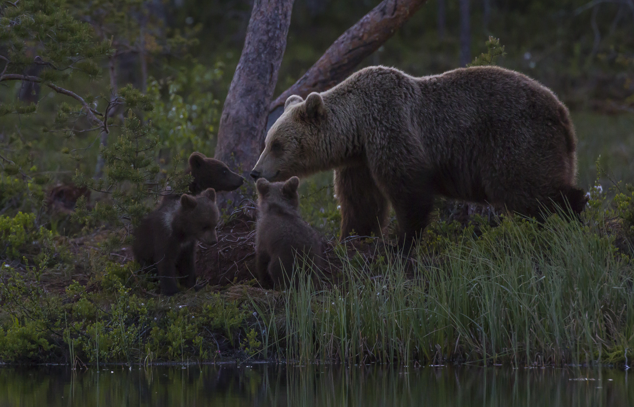 Brown bears ( ursus arctos ) in the finnish forest