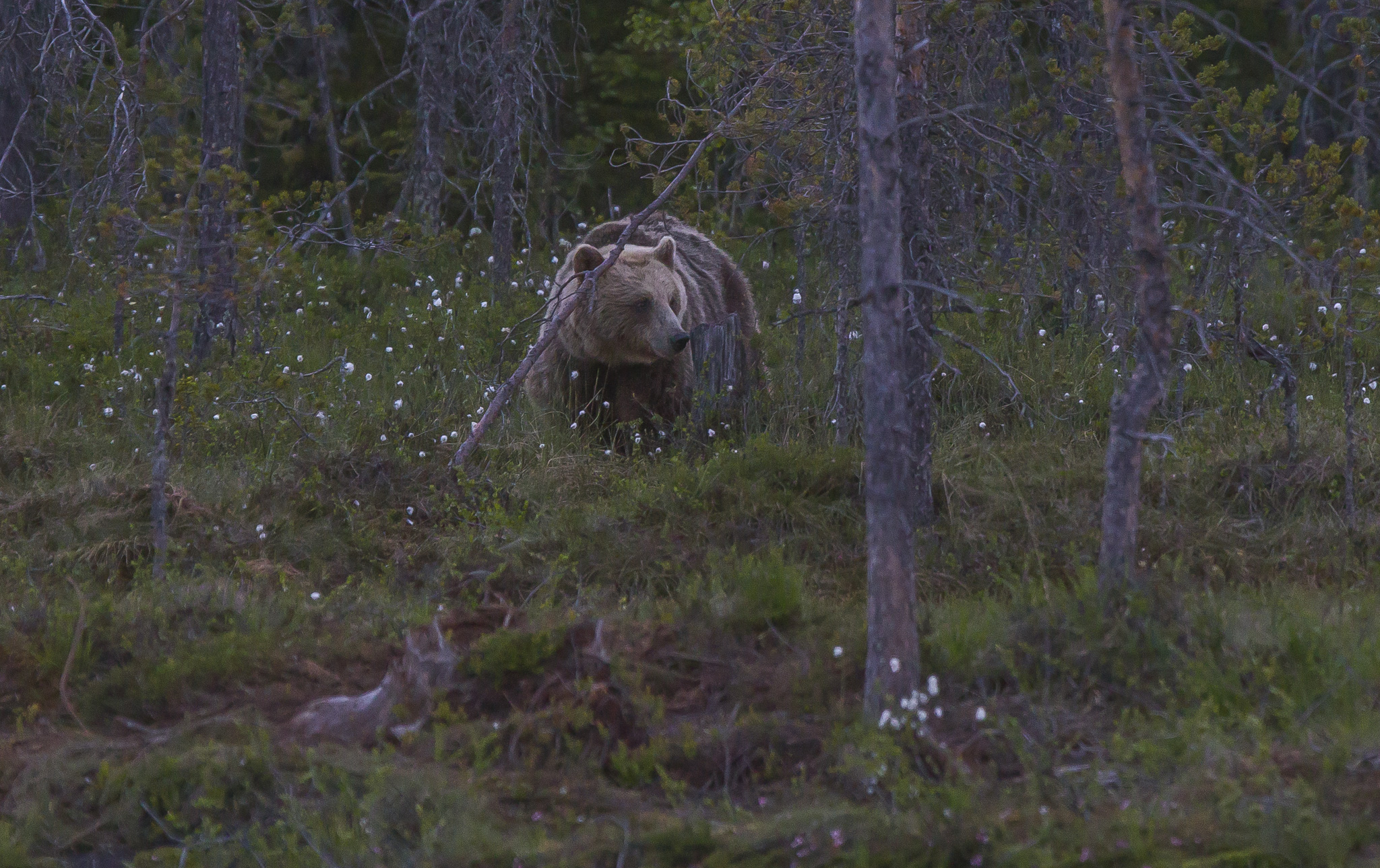 Orsi marrone (ursus arctos) nella foresta finlandese