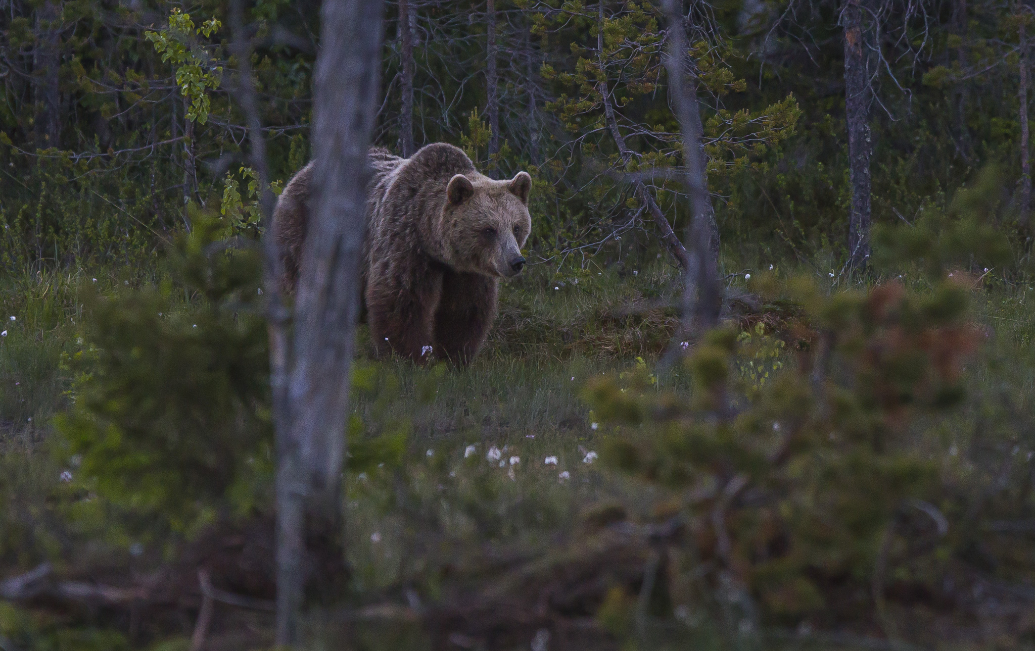 Orsi marrone (ursus arctos) nella foresta finlandese