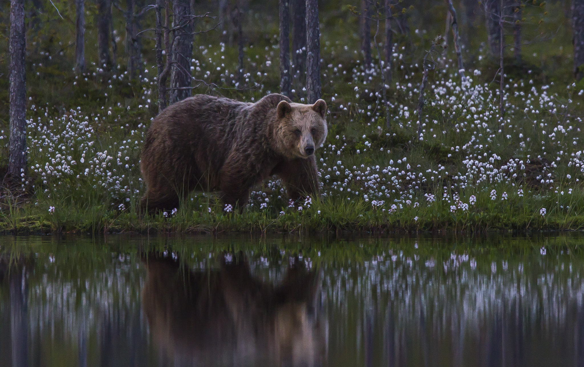 Orsi marrone (ursus arctos) nella foresta finlandese