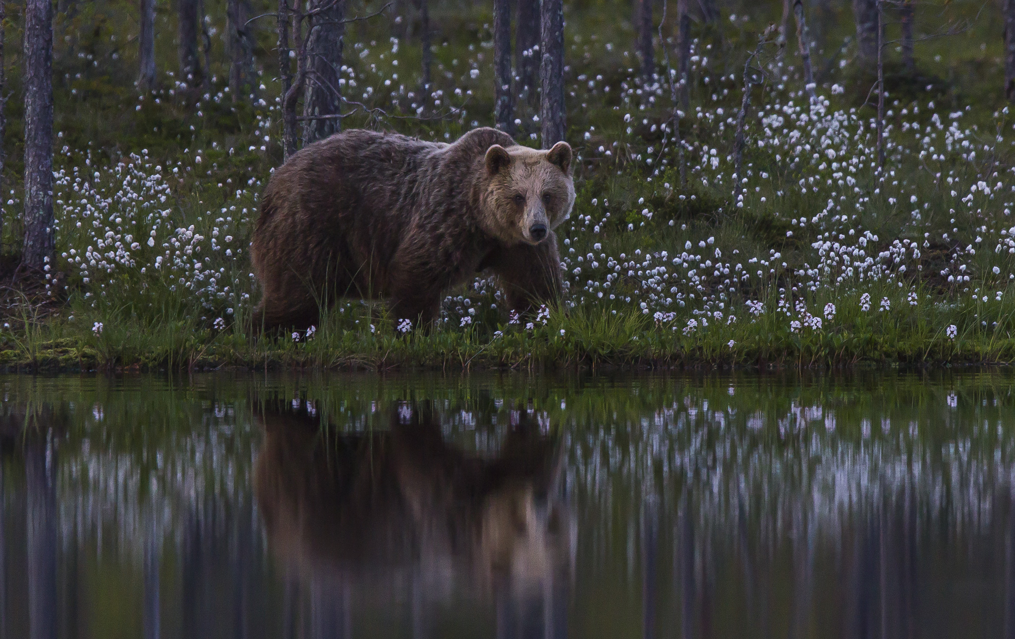 Orsi marrone (ursus arctos) nella foresta finlandese