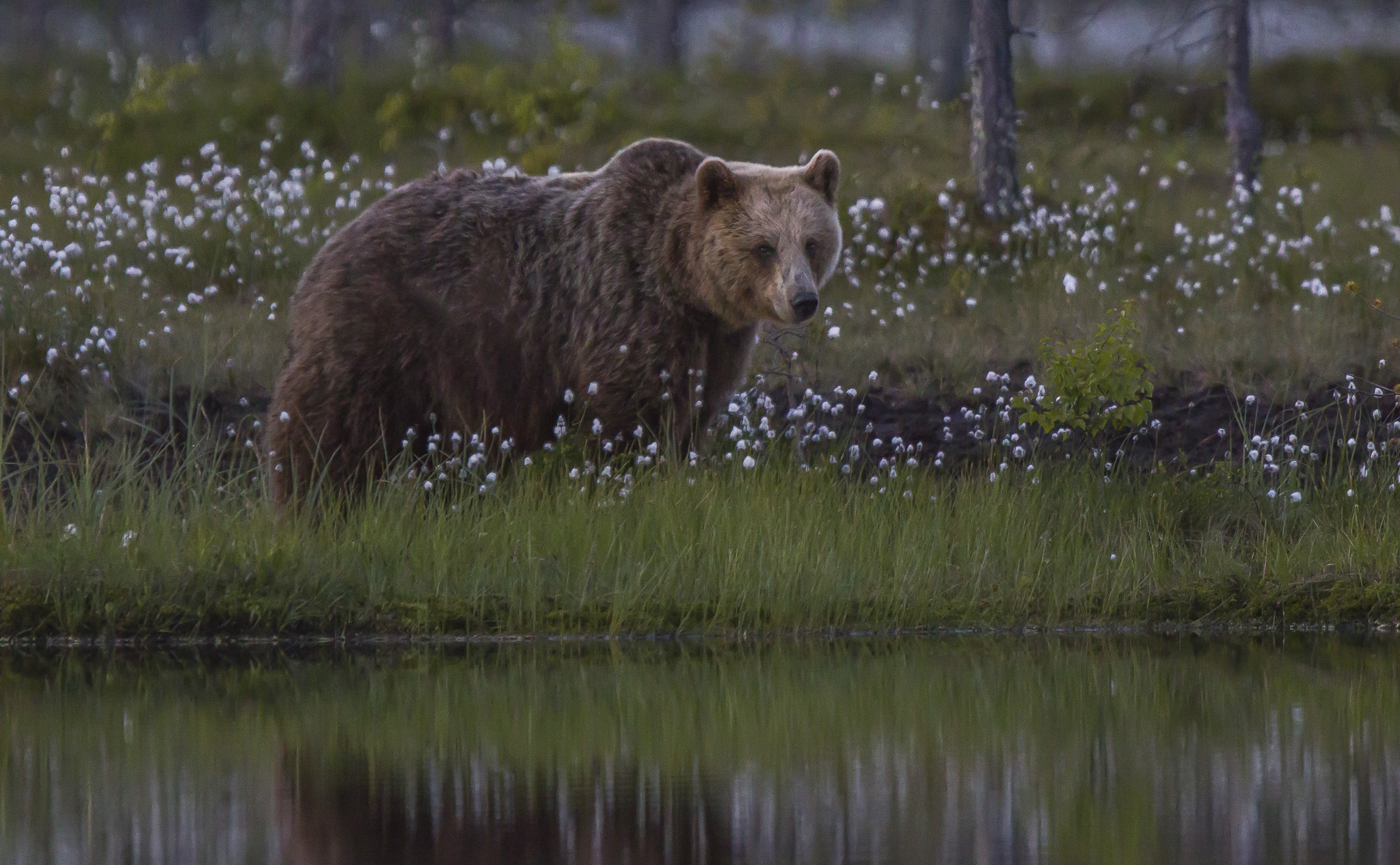Brown bears ( ursus arctos ) in the finnish forest