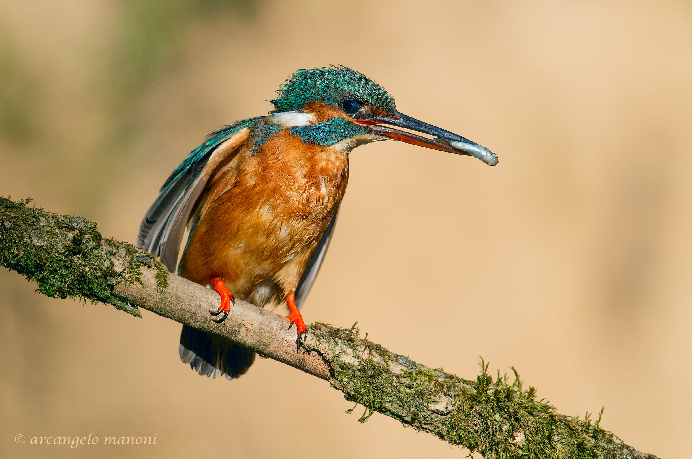 Di corsa verso il nido
