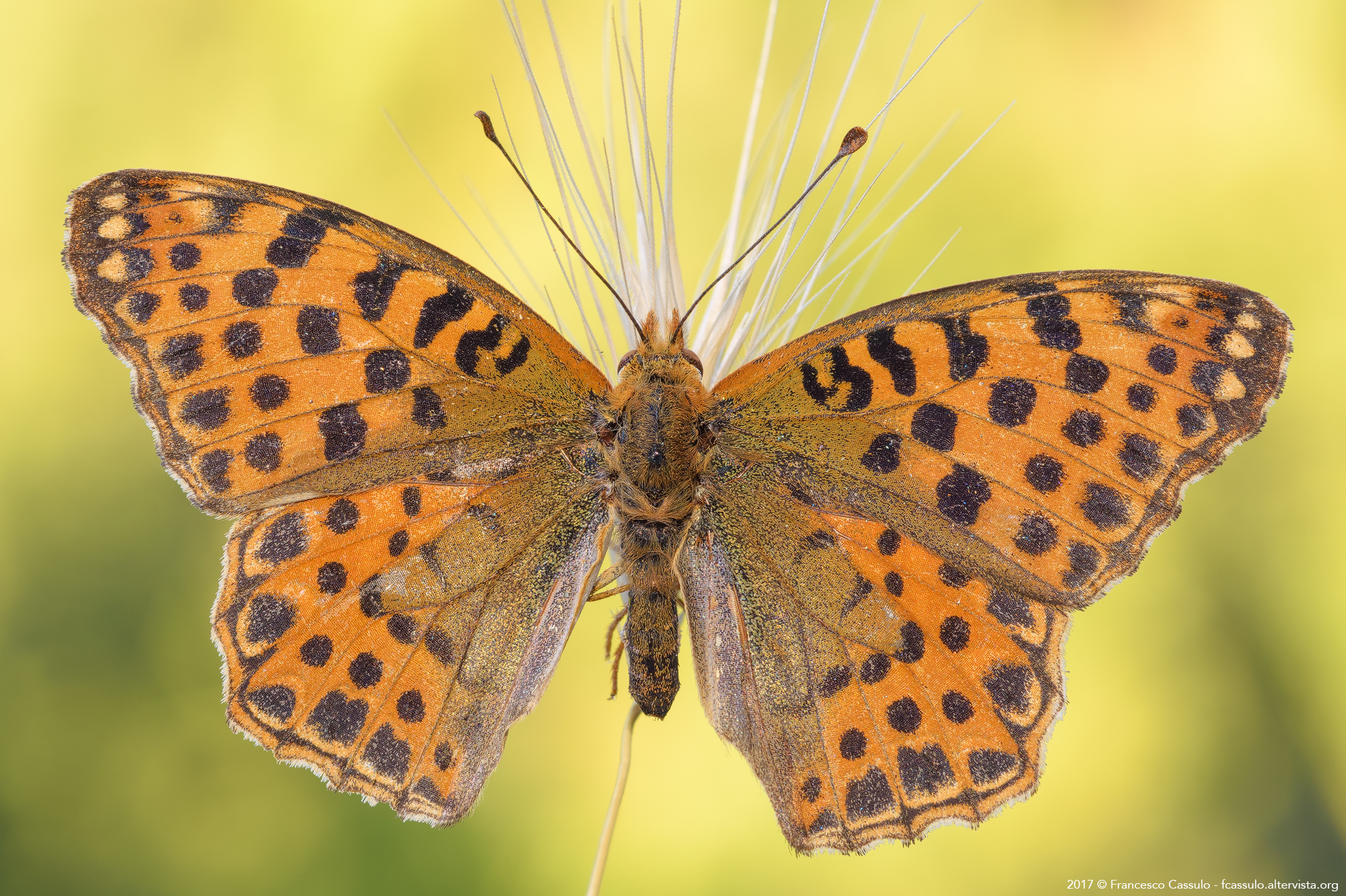 Issoria lathonia (Linnaeus, 1758) - latonia