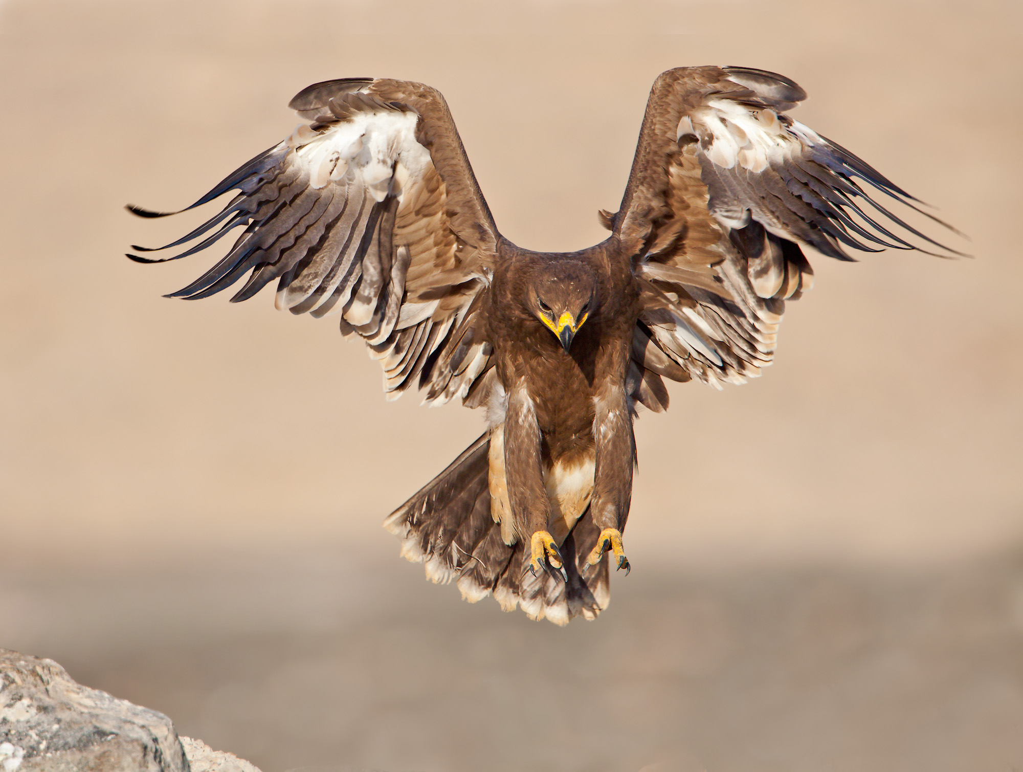 Steppe Eagle