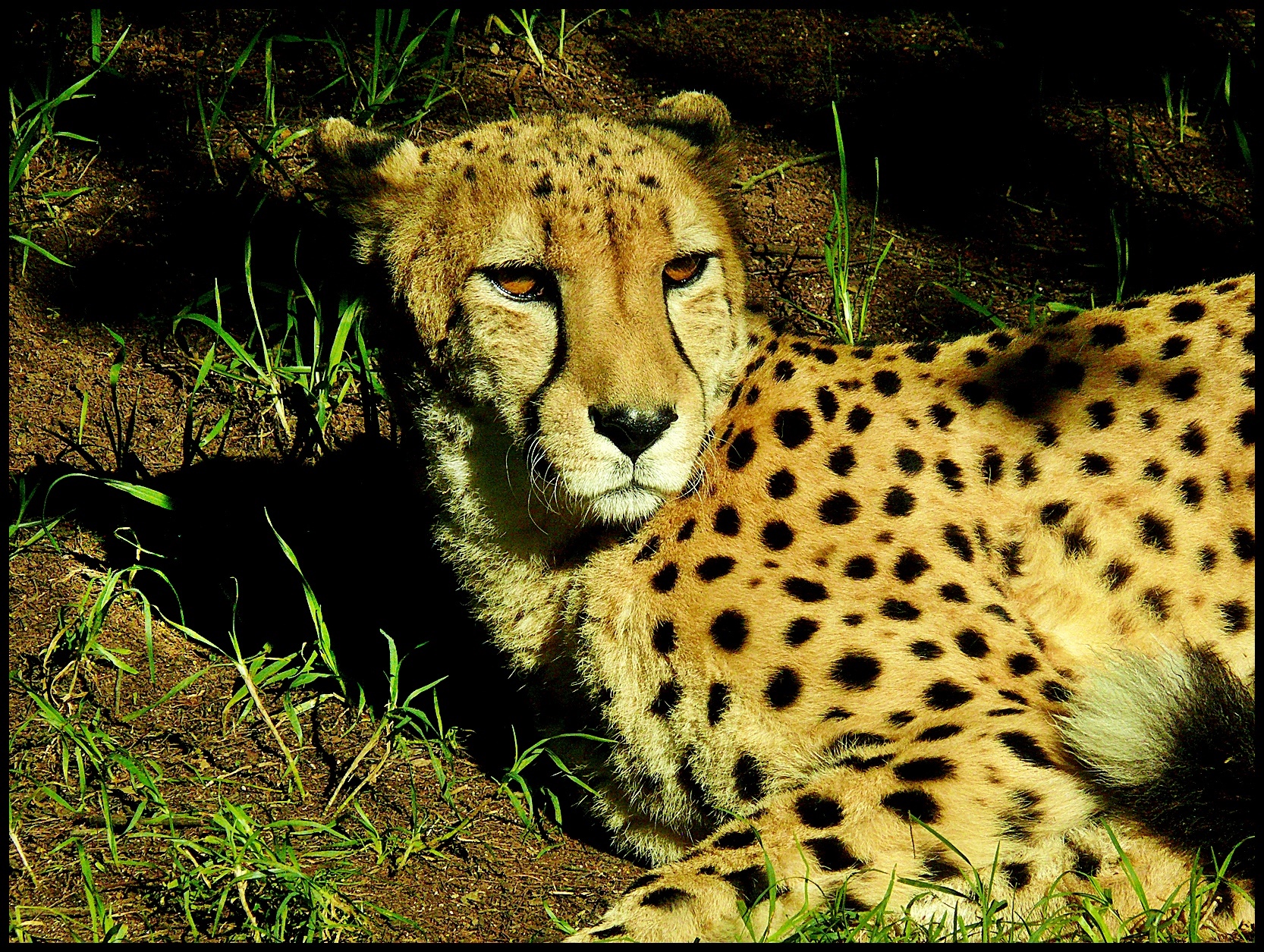 Dimora la Cheetah