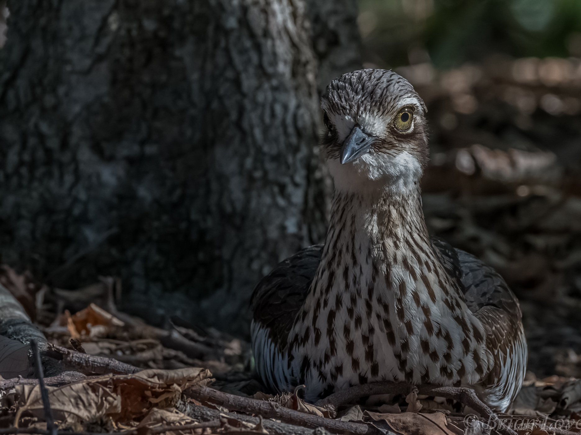 Curlew di pietra di Bush - (Burhinus grallarius)