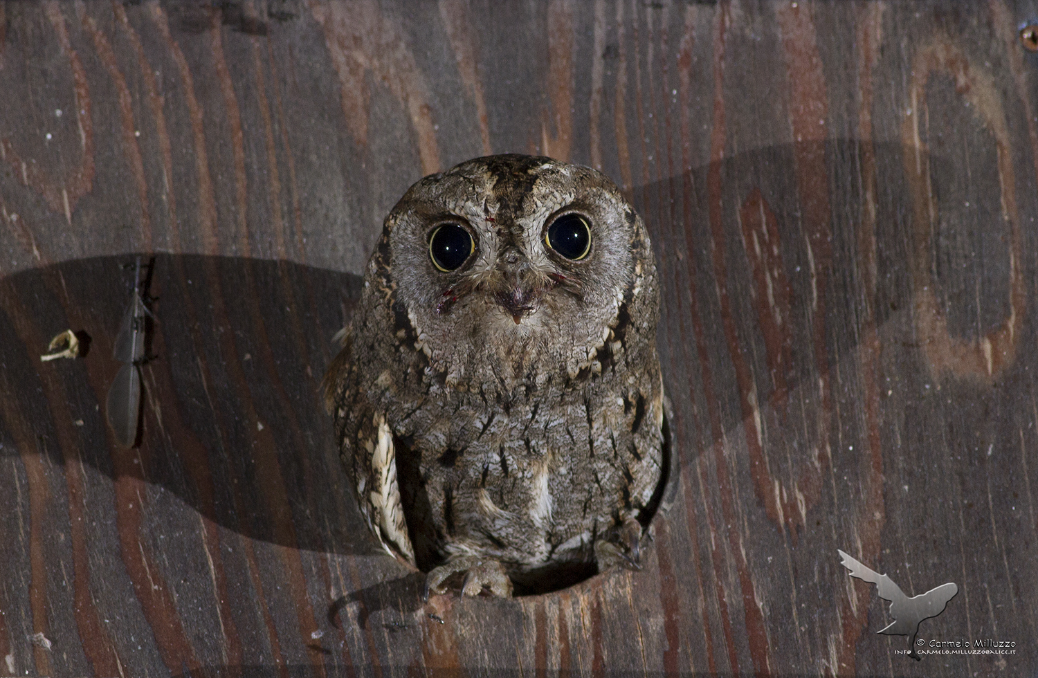 Adorable look of Assiolo ...