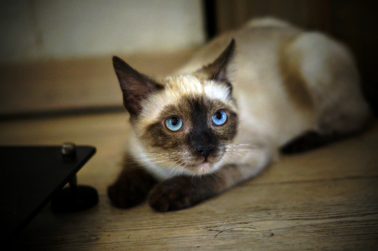 O.. o.. o.. occhi di gatto..