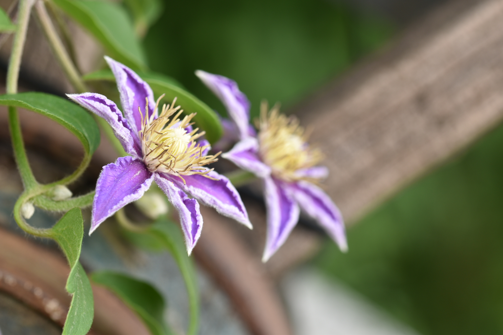 Clematis