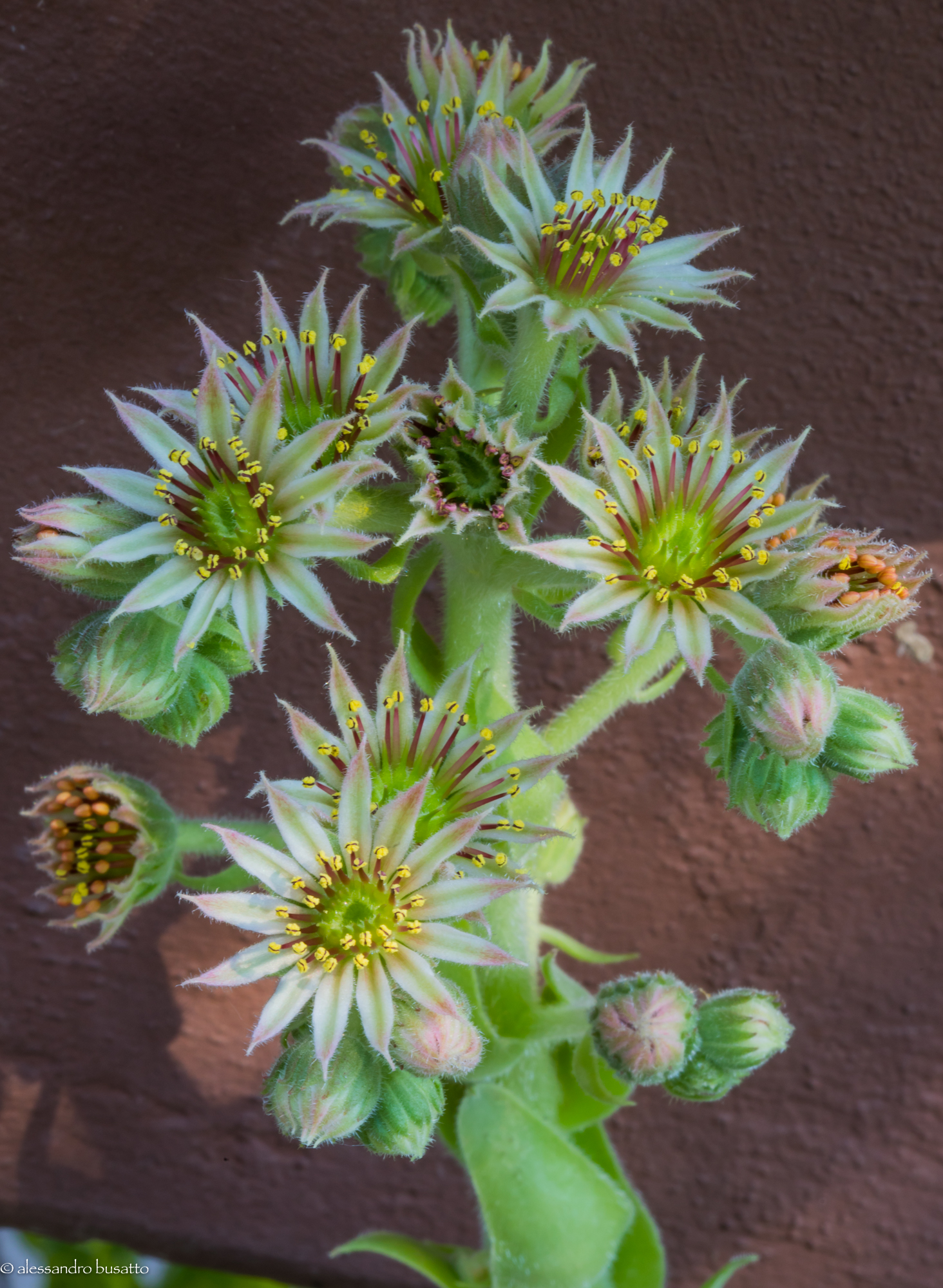 Sempervivum arachnoideum new flowers