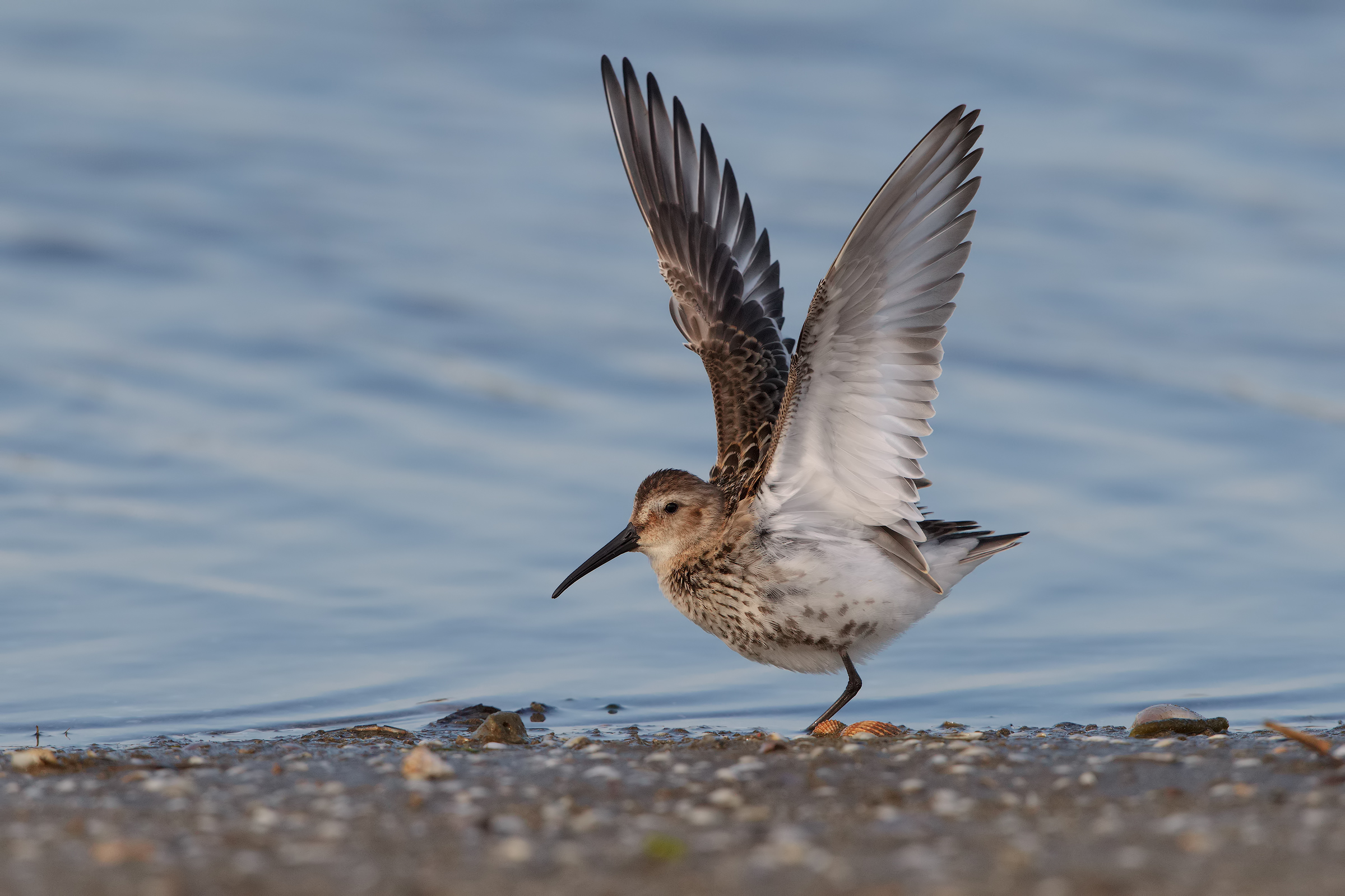 sandpiper black belly