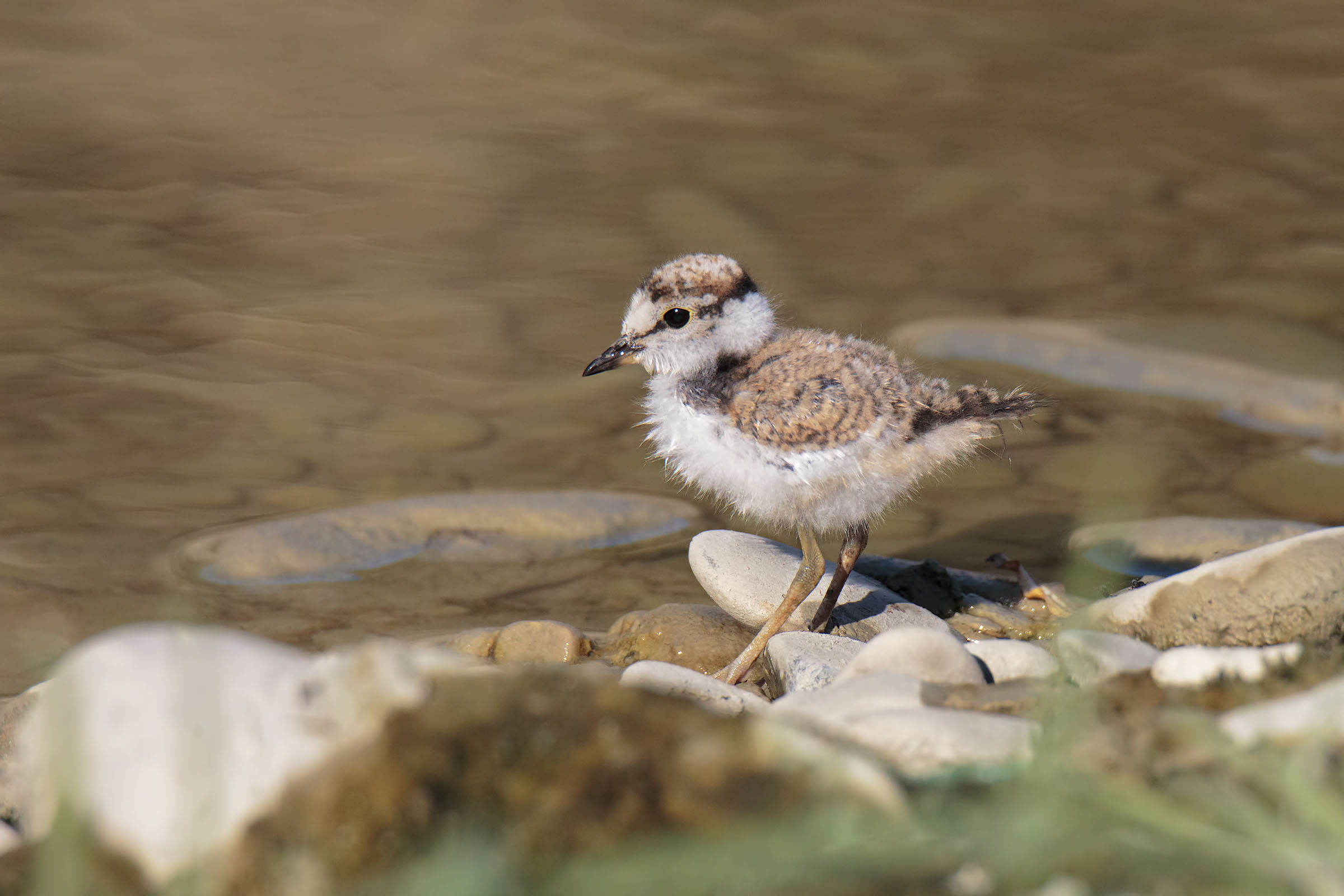 Small Courier Bottle