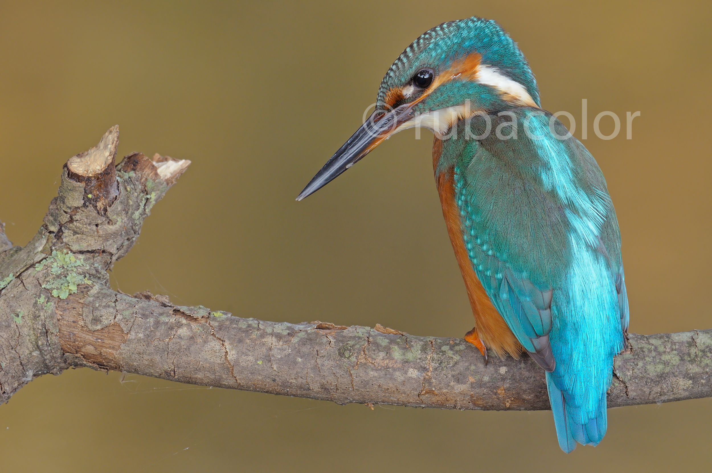 Looking for the ideal light