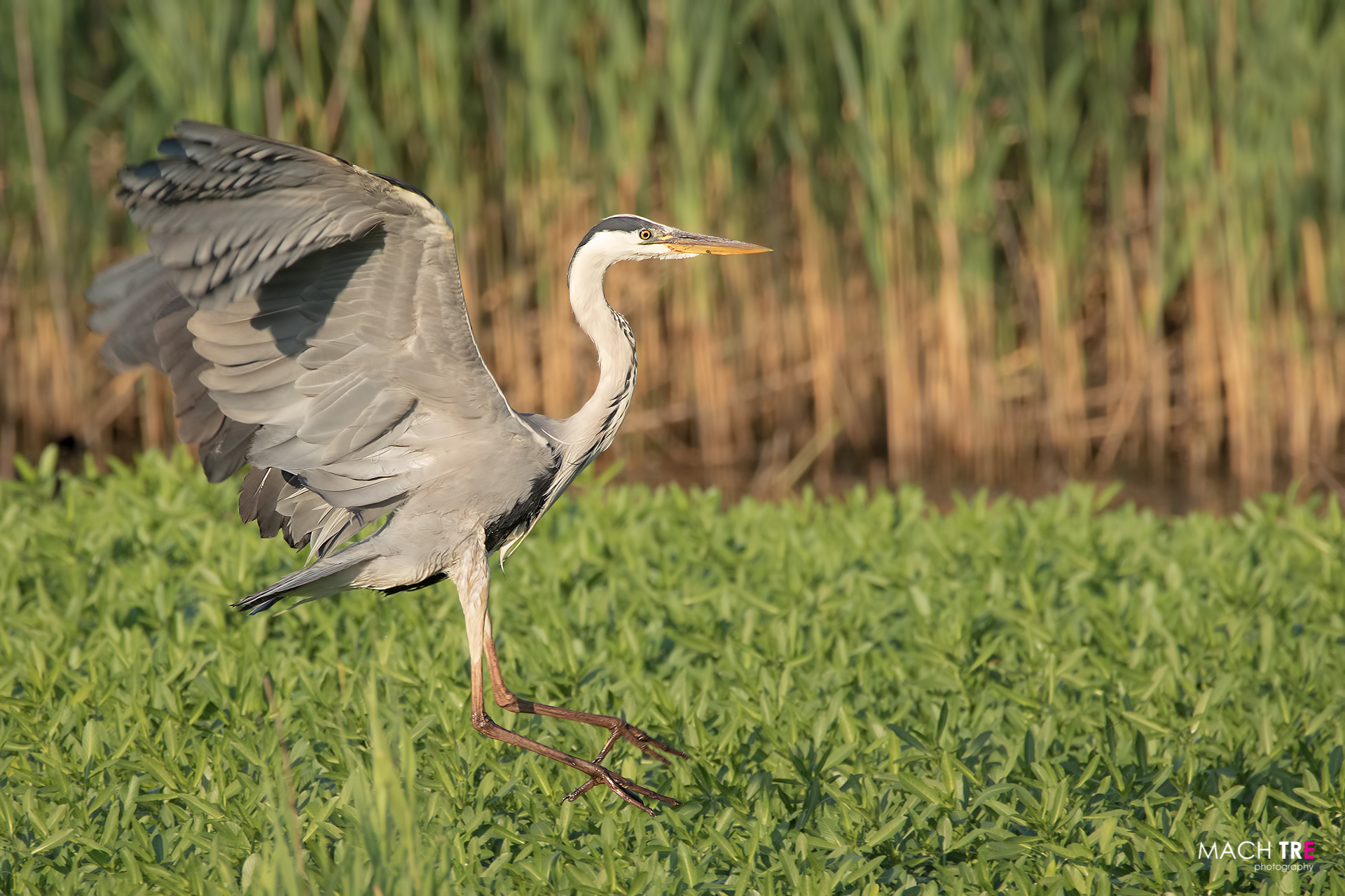 Airone cenerino (Ardea cinerea)