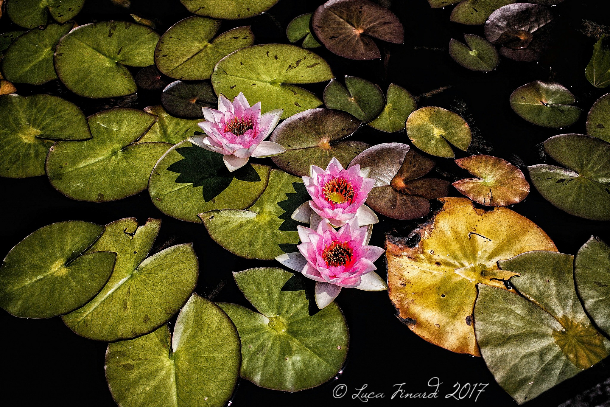 Lotus flower
