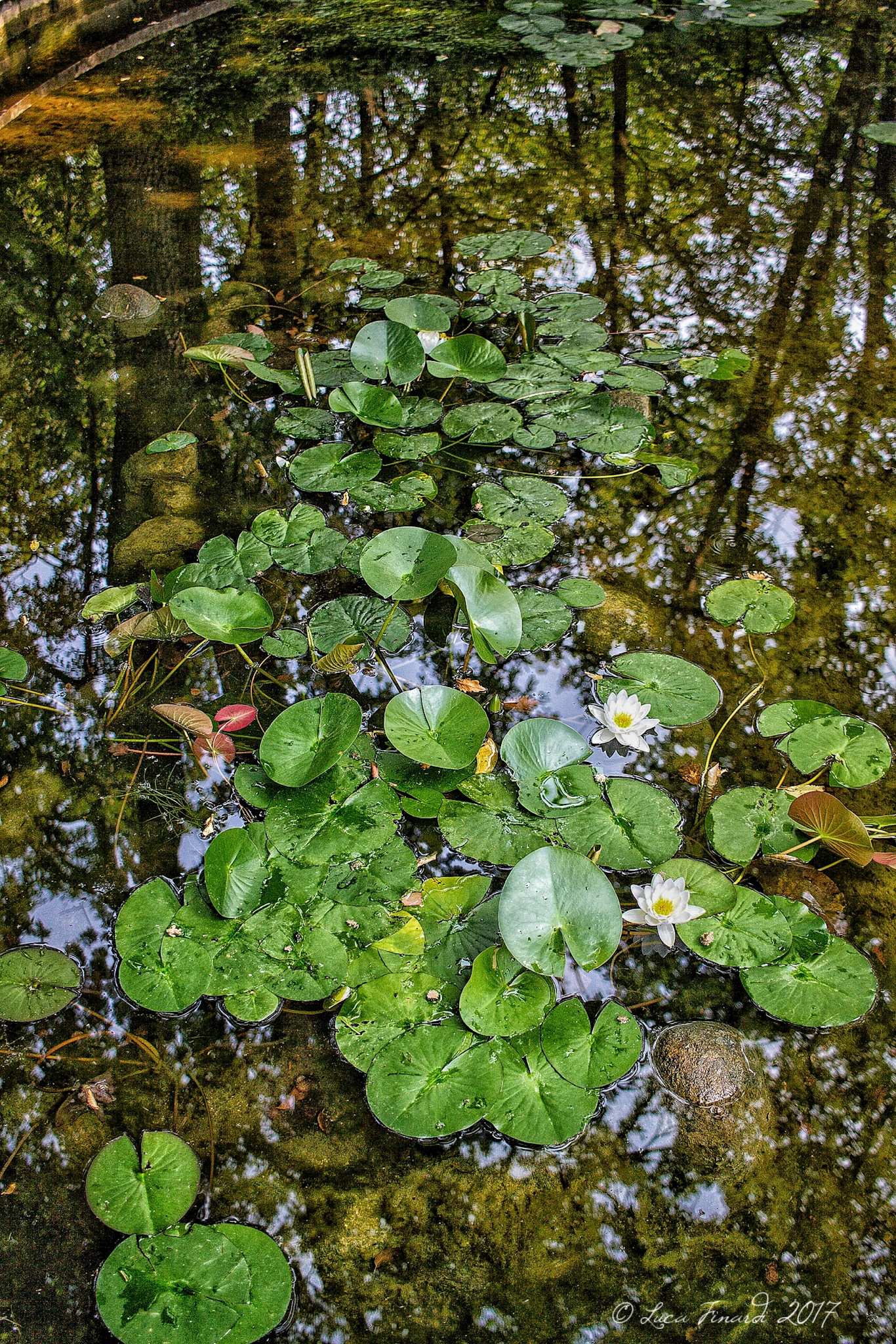 Leaves in suspension