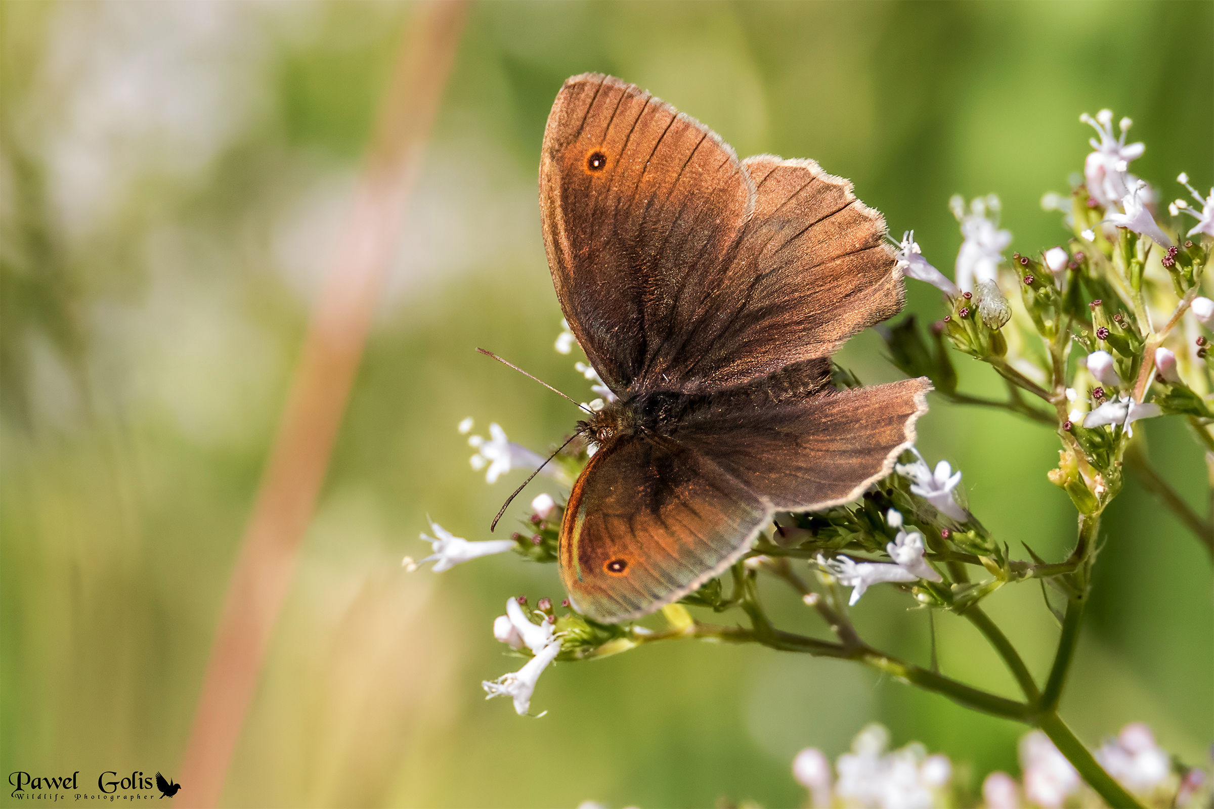 Meadow brown (Maniola jurtina)