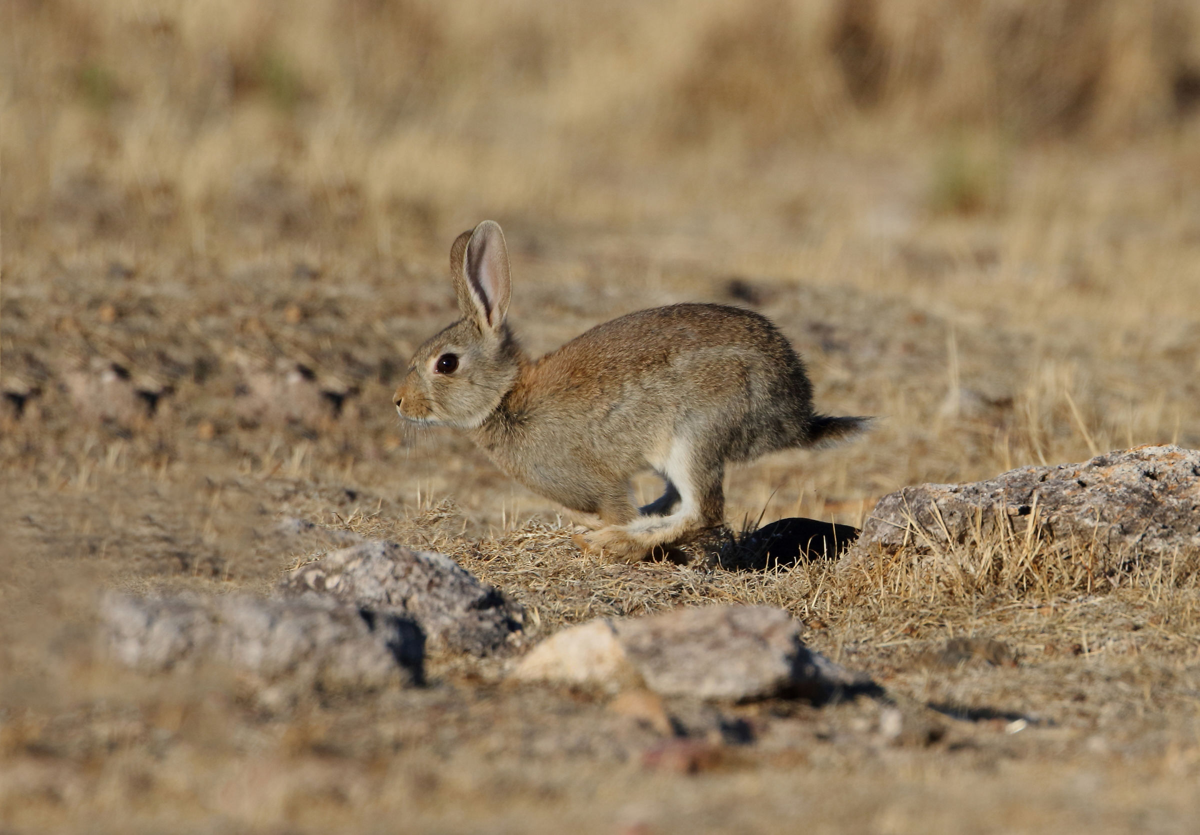 Coniglietto selvatico