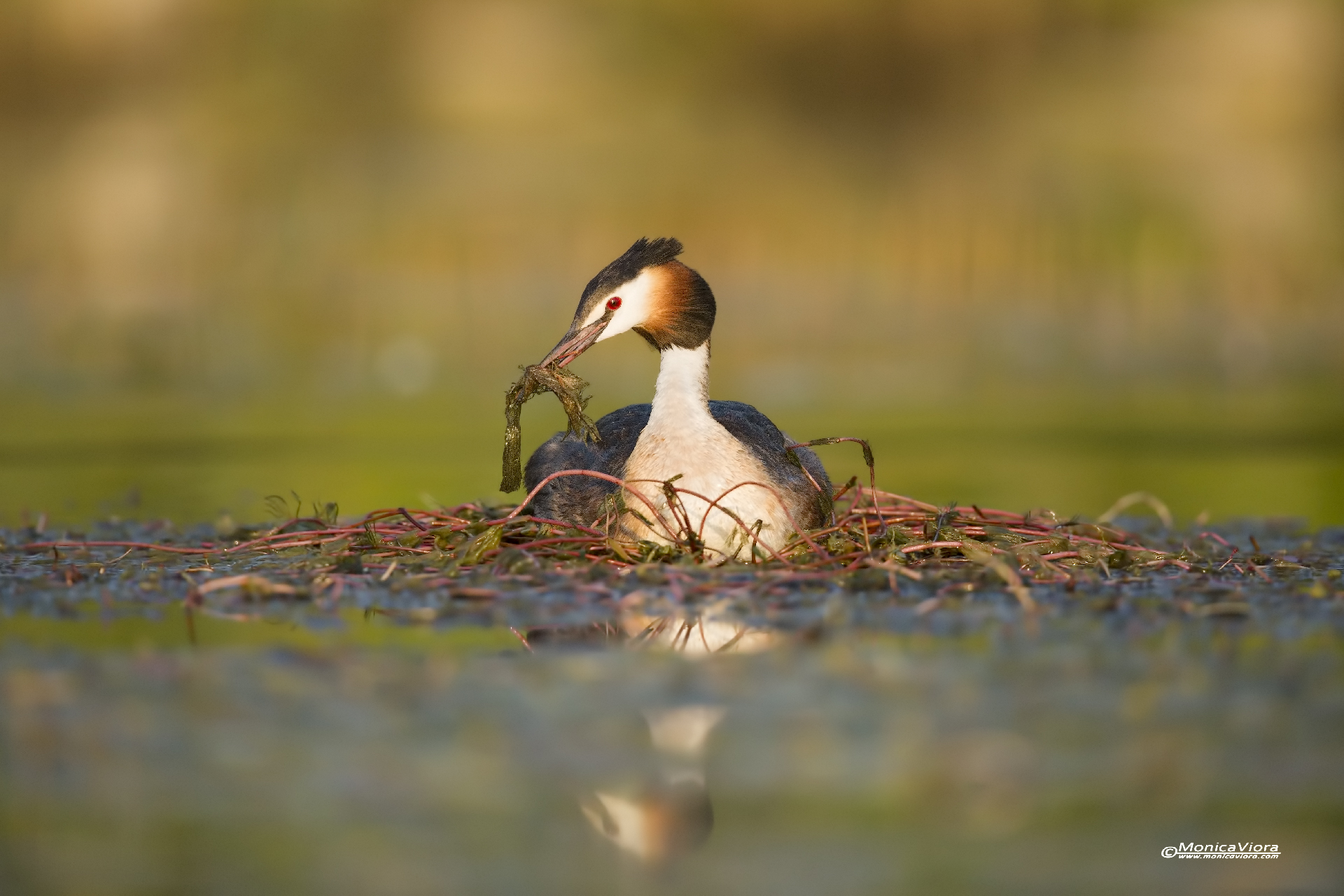 la cura degli affetti