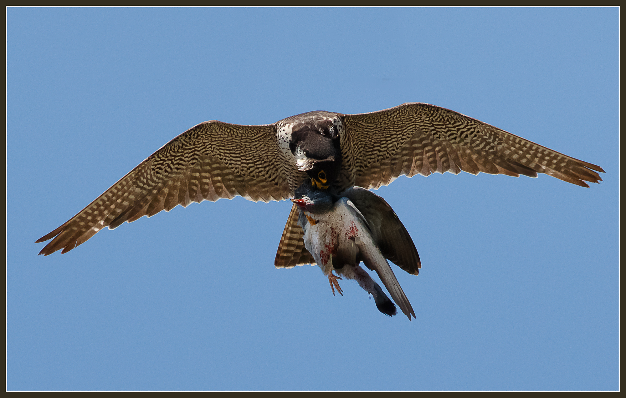Falco pellegrino con preda