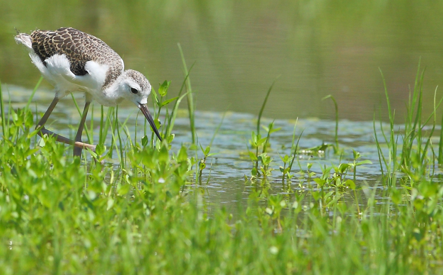 Gioventù e spensieratezza in erba...