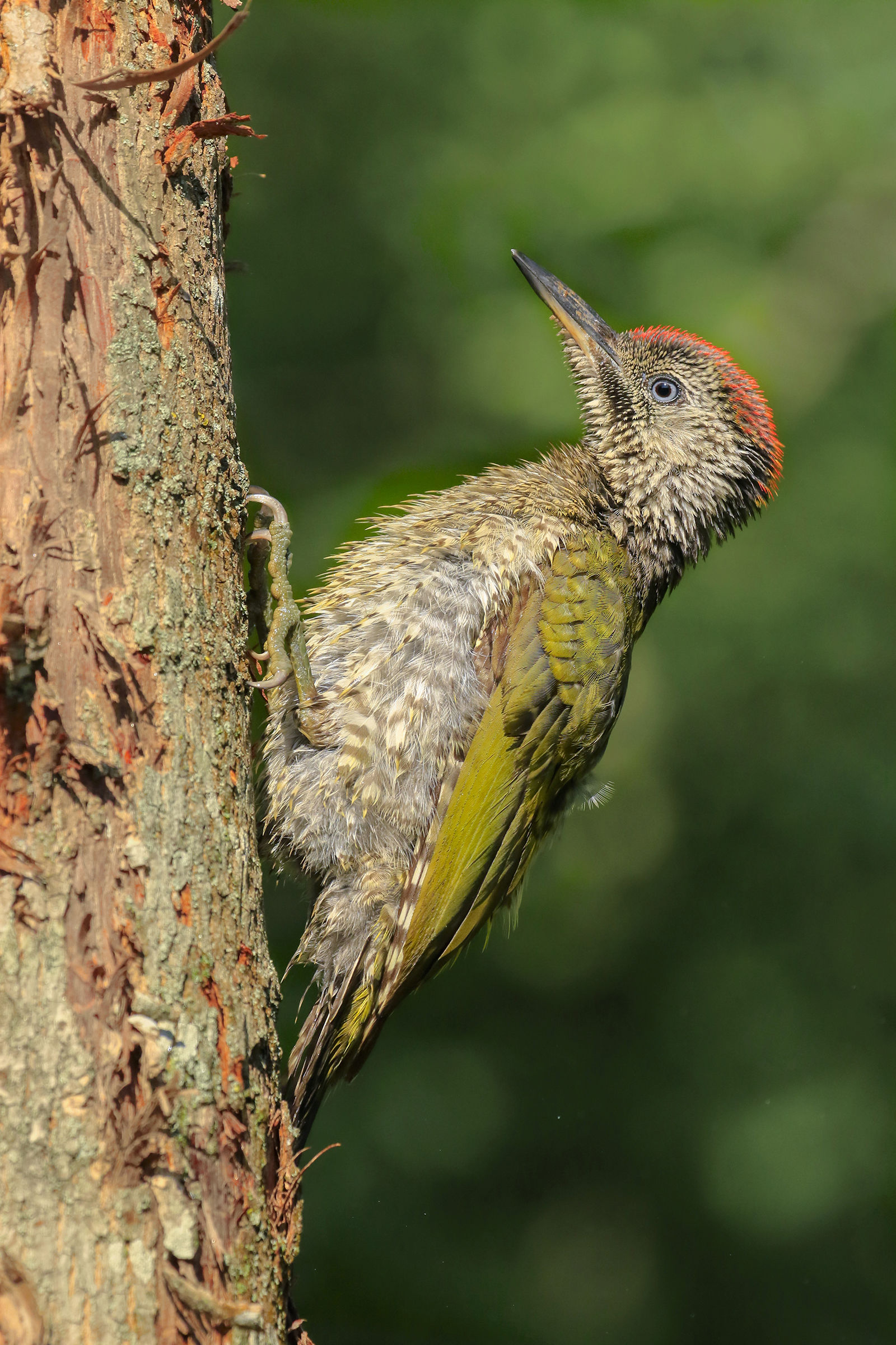 Young green woodpecker