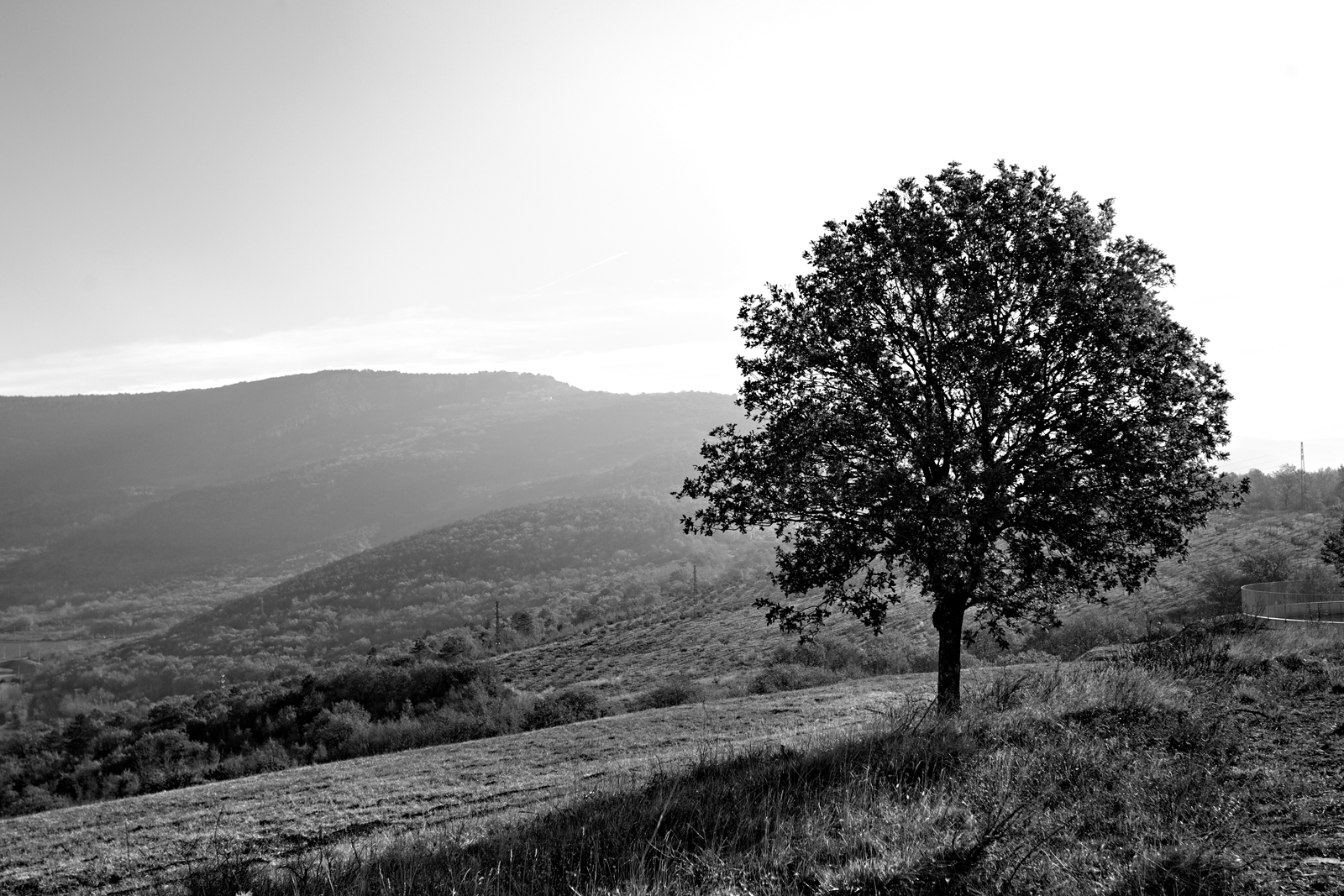 Il classico albero...