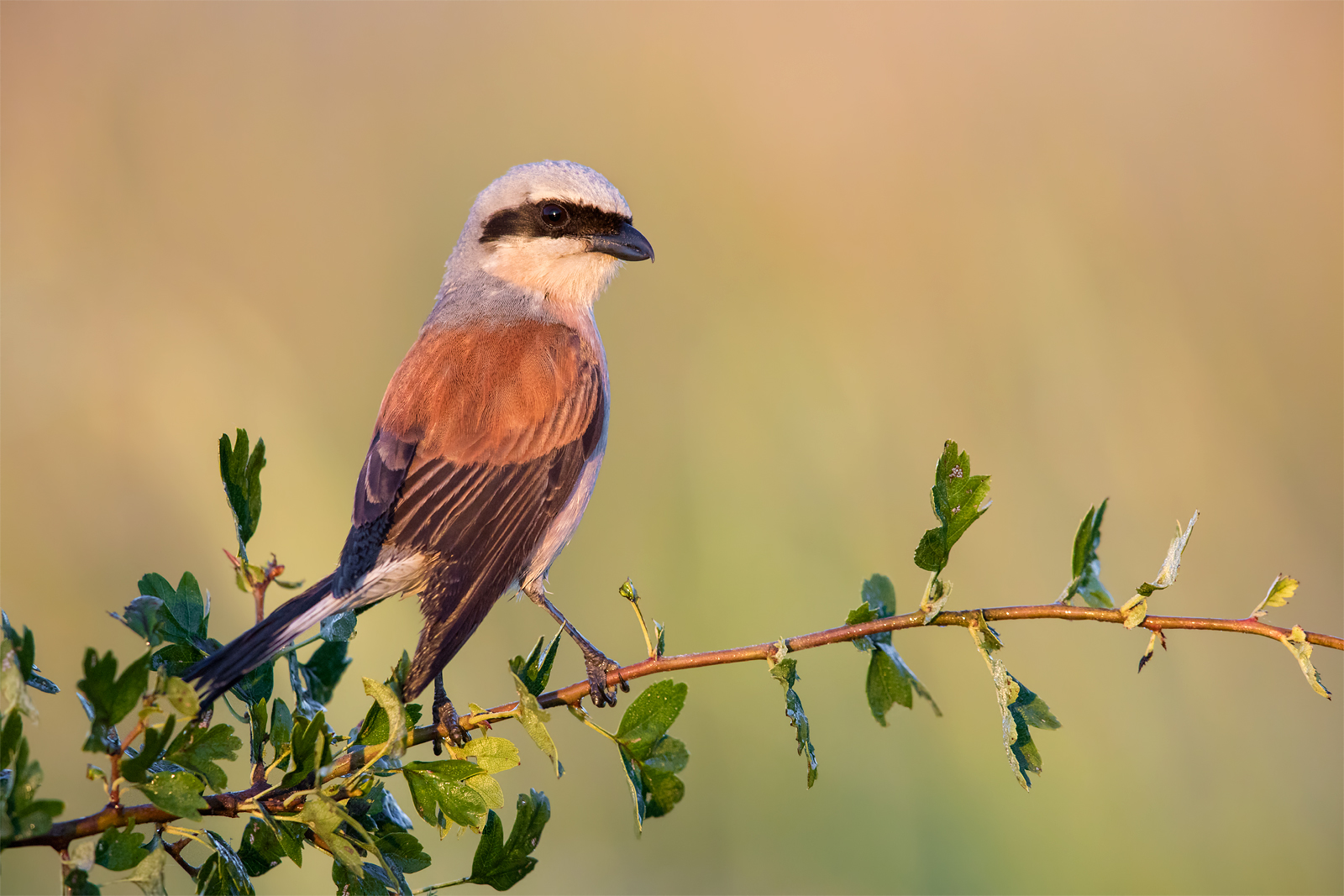 Red-backed shrike
