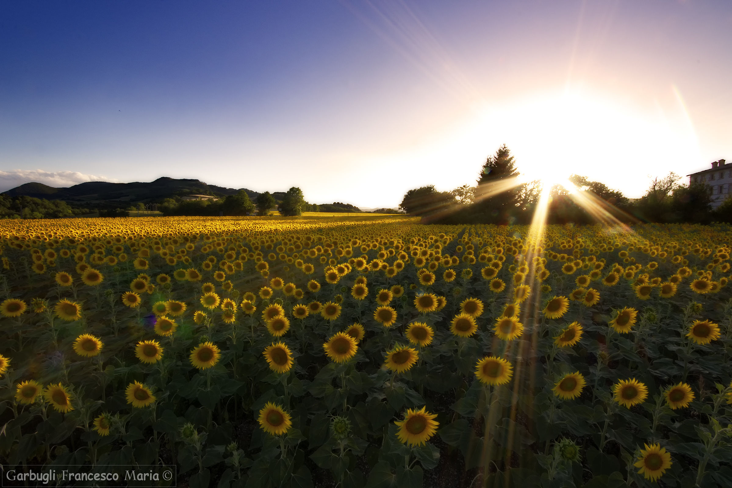 Girasole...... contro Sole
