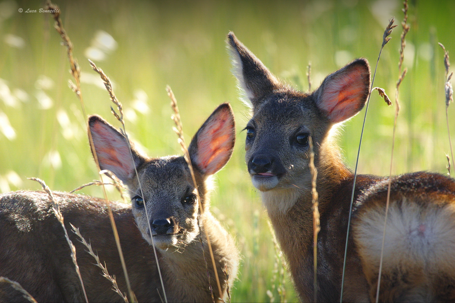 incontro ravvicinato