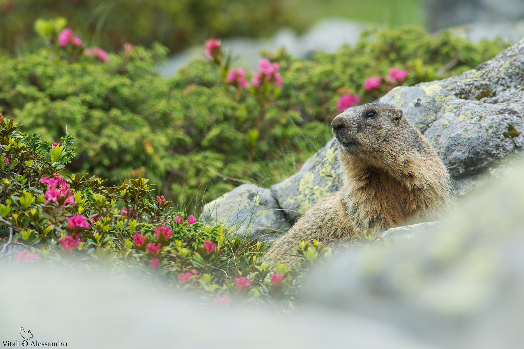 Marmotta