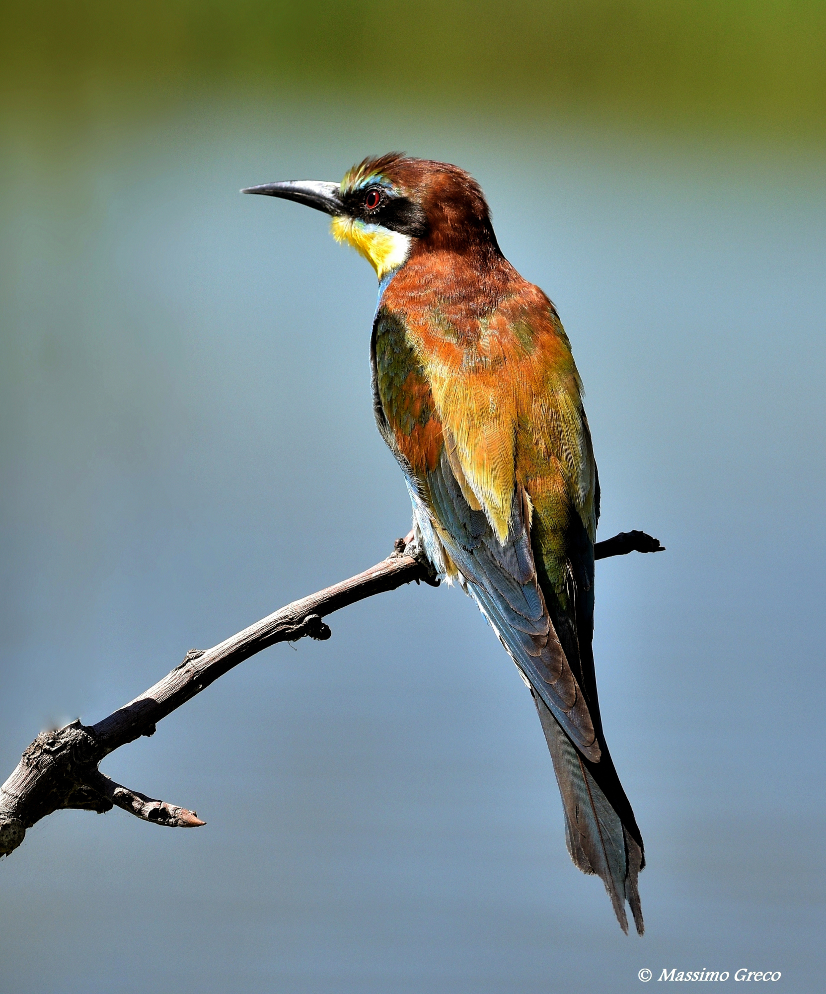 Bee eater