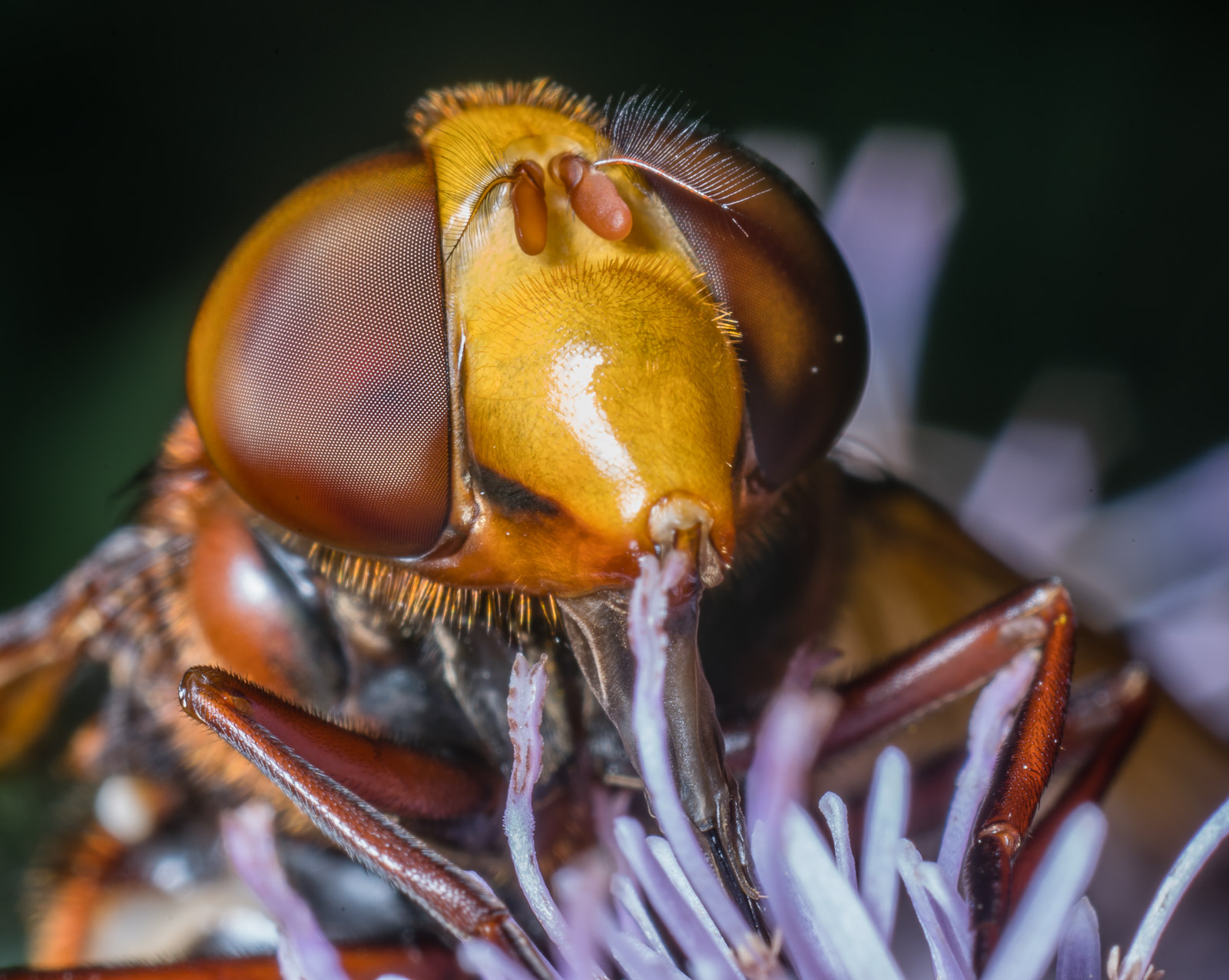 Volucella zonaria