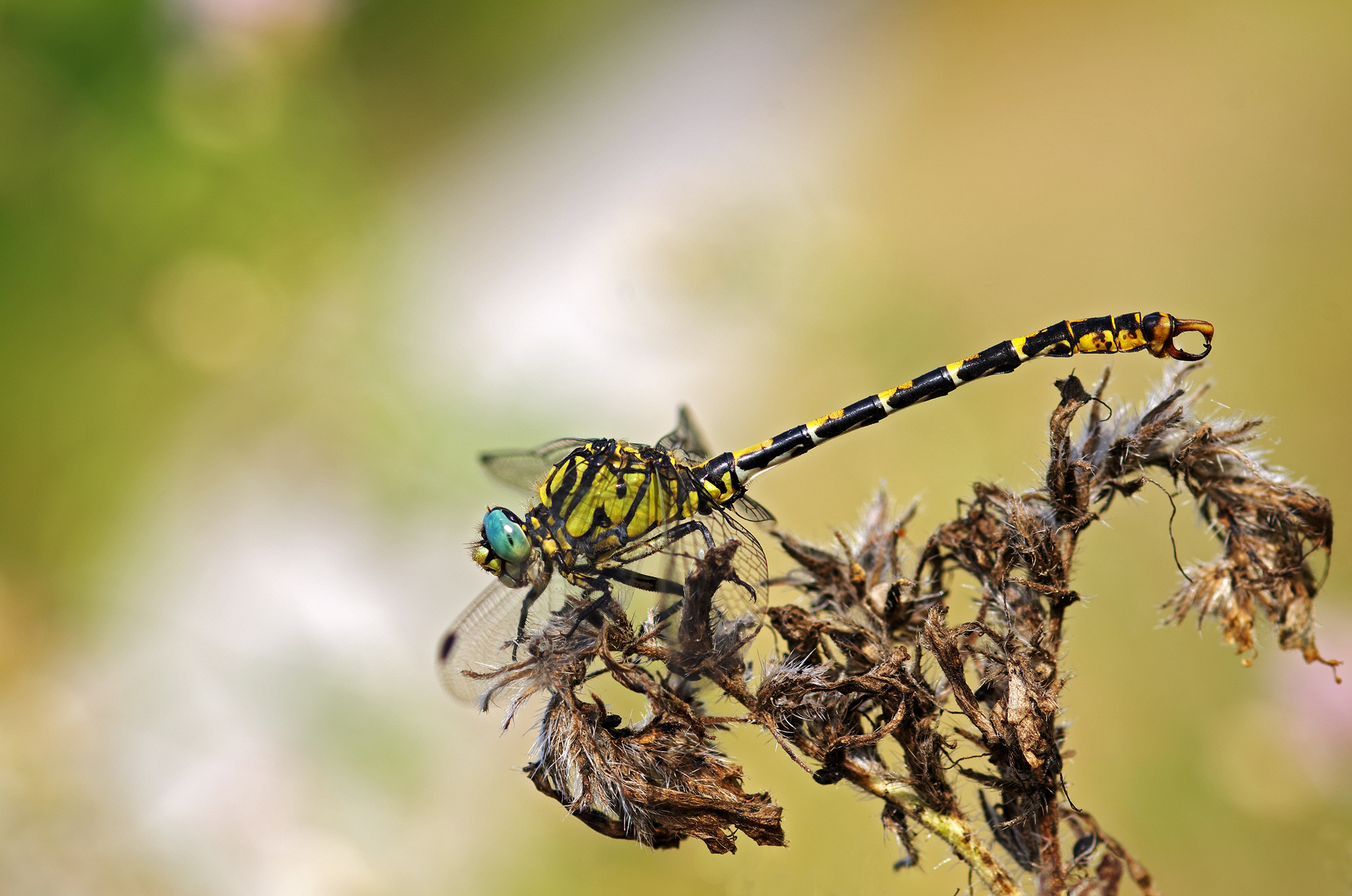 Onychogomphus forcipatus