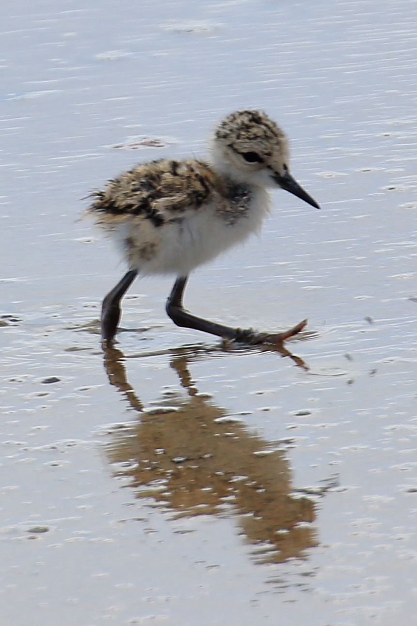 Piccolo di Cavaliere