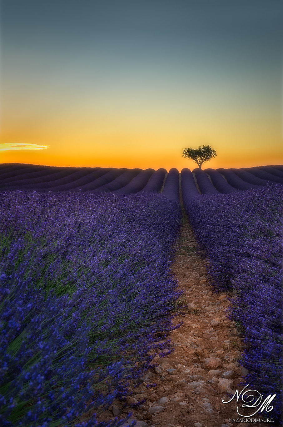 La magia della lavanda...