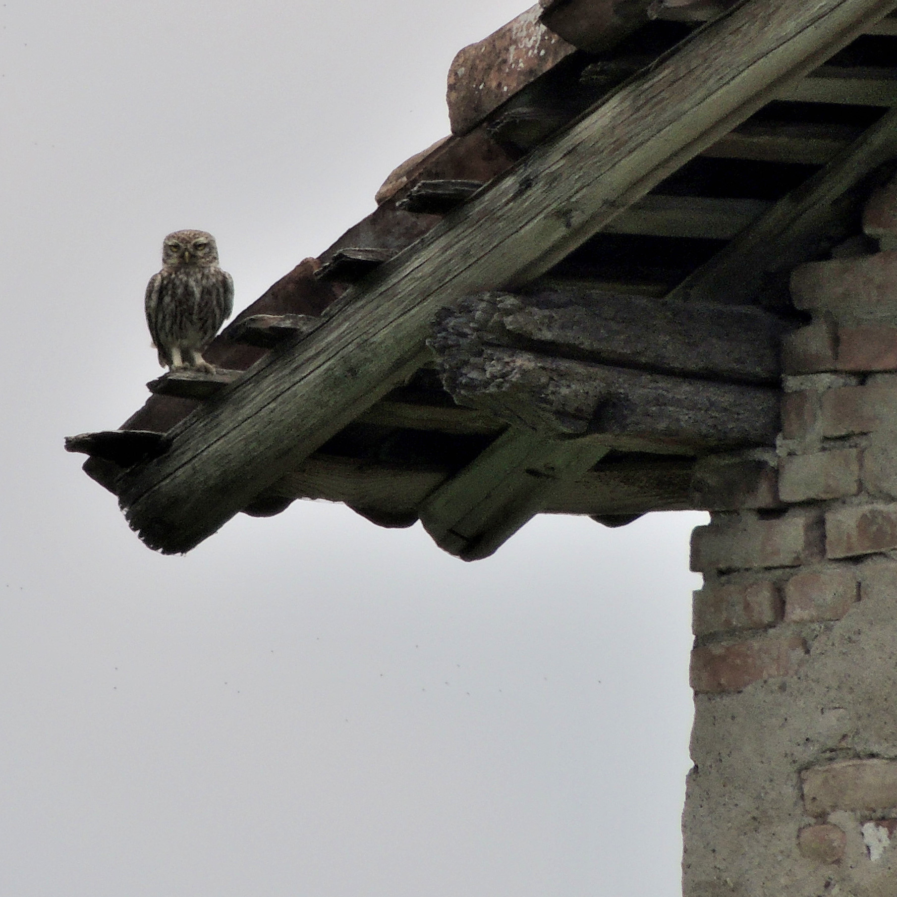 Embree, what's to look at?