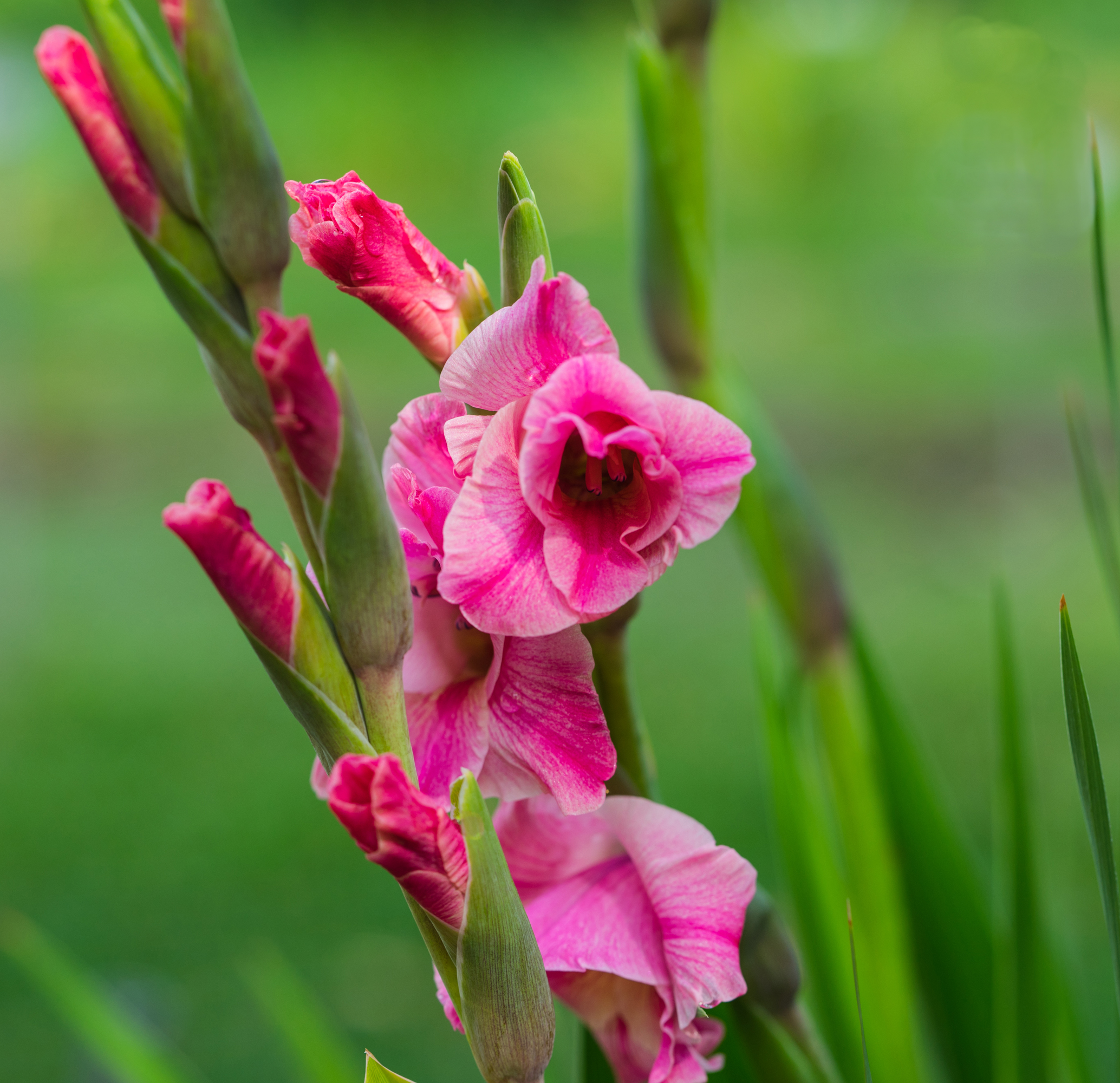 Gladiolus