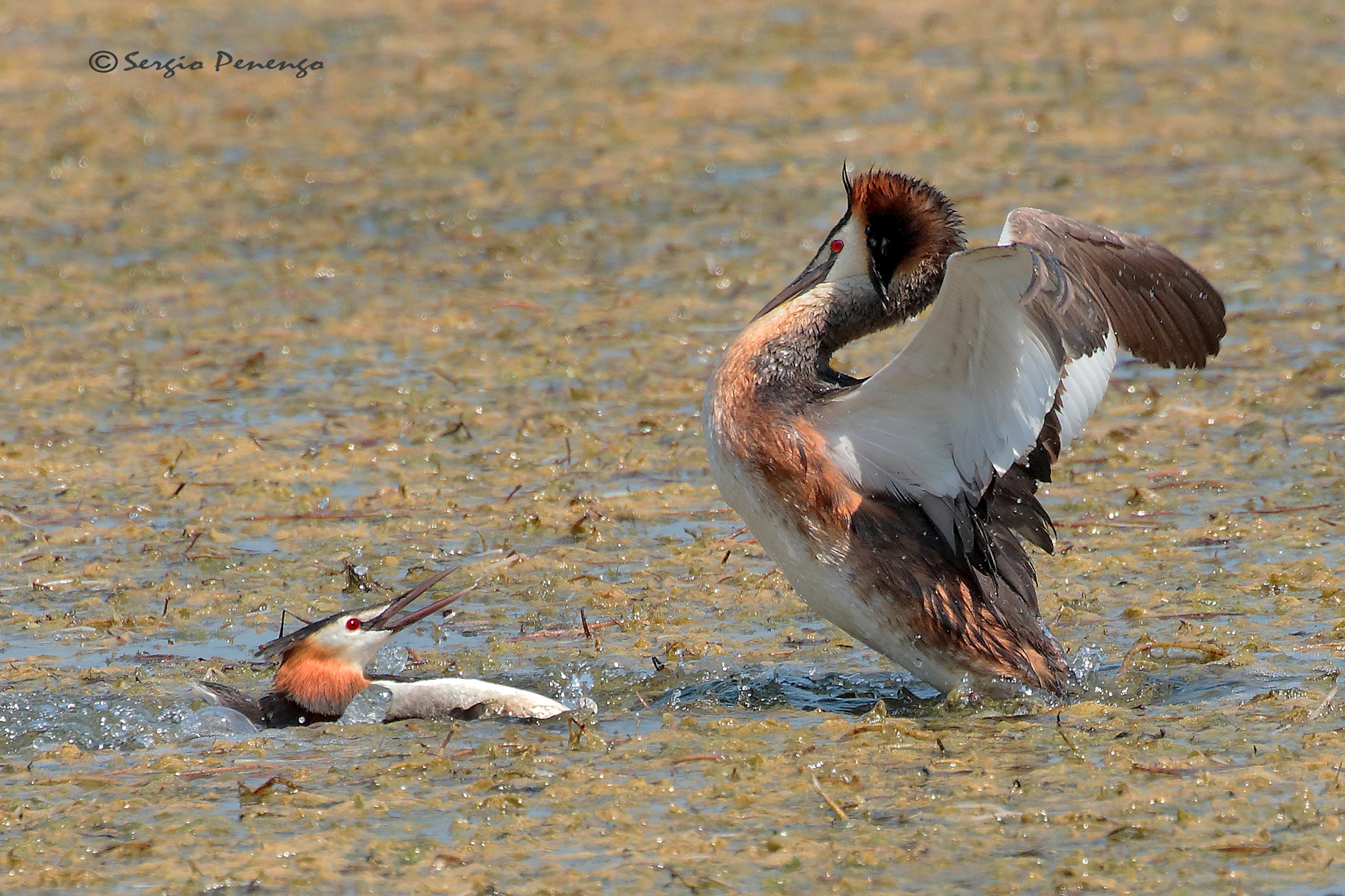 "Fight for the Territory"