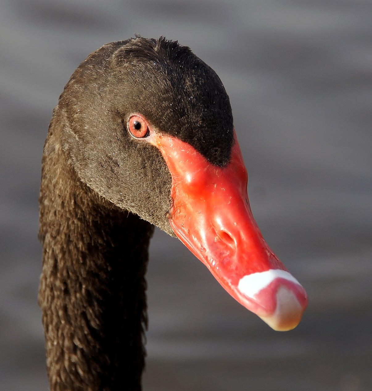 Cigno nero in primo piano