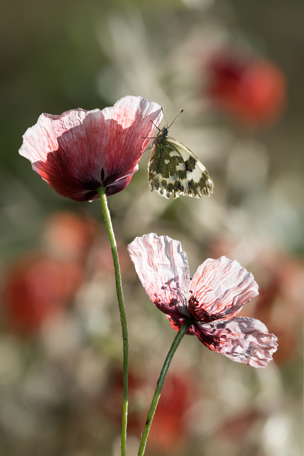 Pontia edusa e papaveri