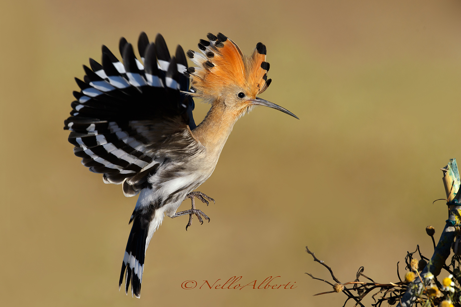 Upupa in arrivo a pieno formato !
