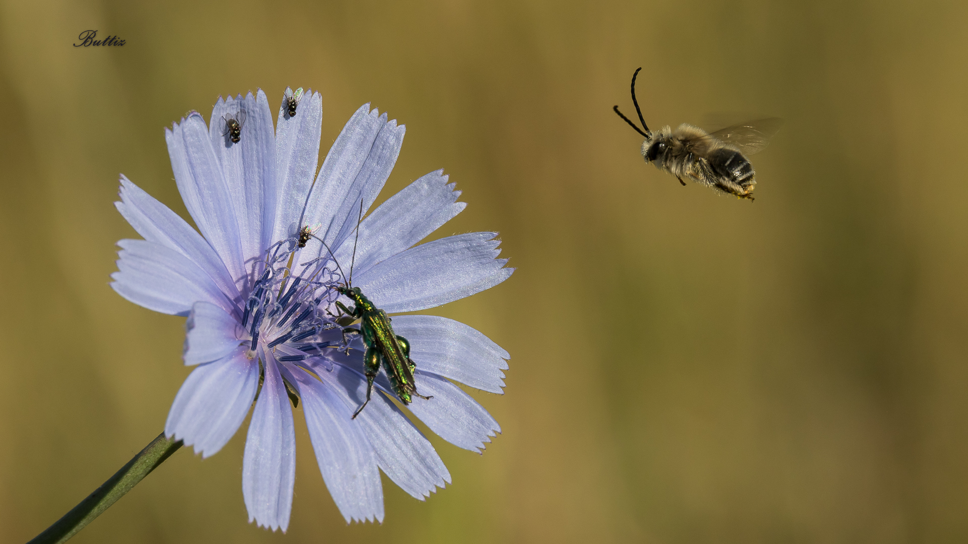 L'ape, il fiore e tutti gli altri