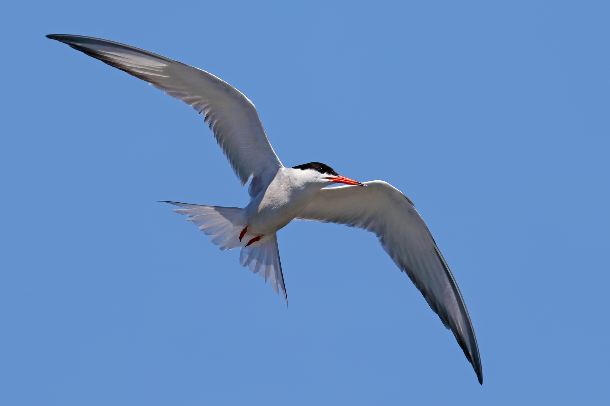 Le grandi ali della sterna comune